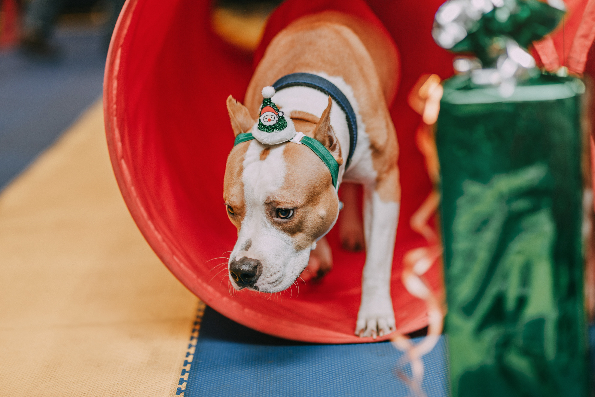 Собачий Новый год. Фотограф-анималист Елена Радченко, Москва