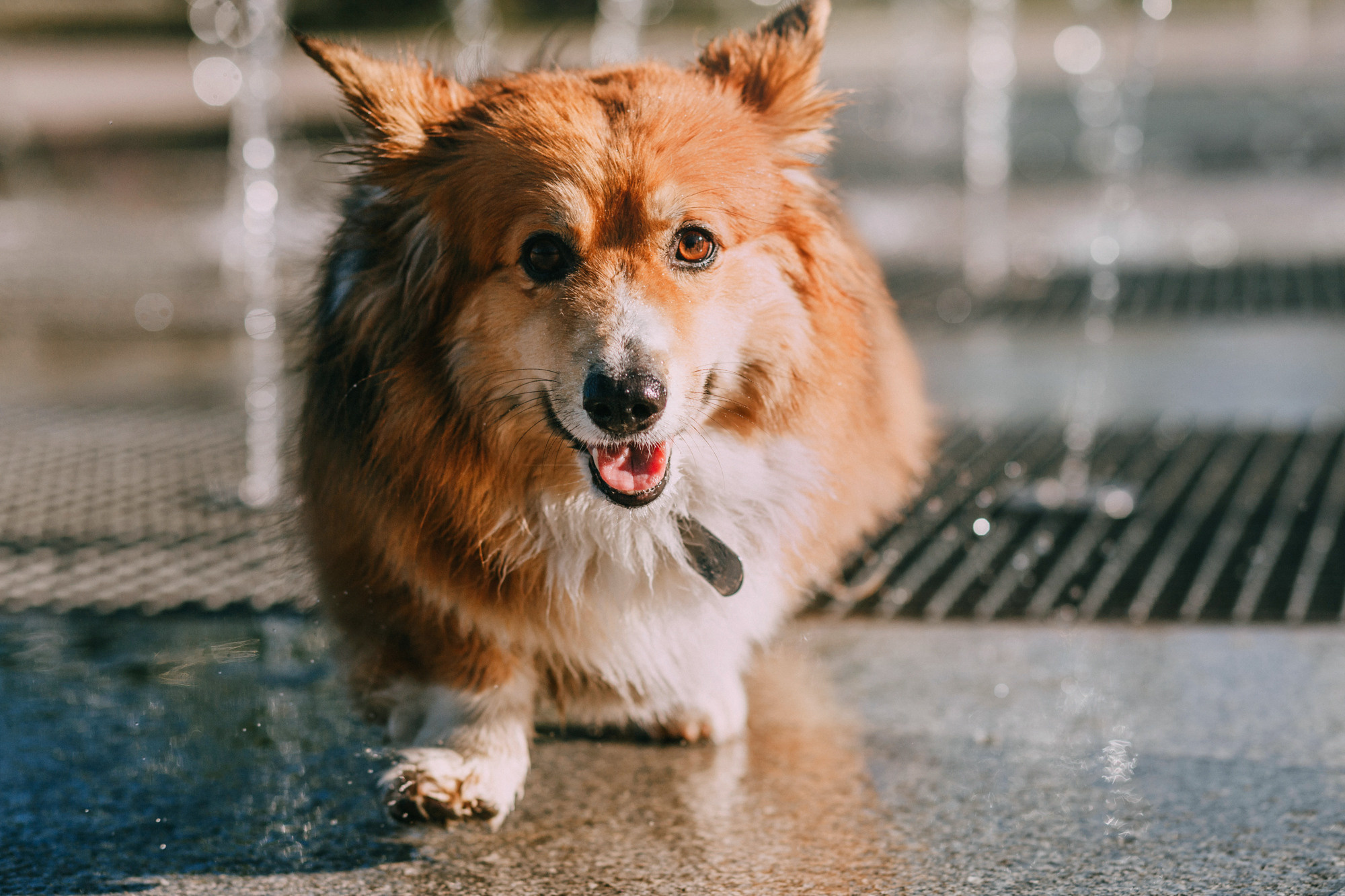 Аша и Робби. Фотограф-анималист Елена Радченко, Москва