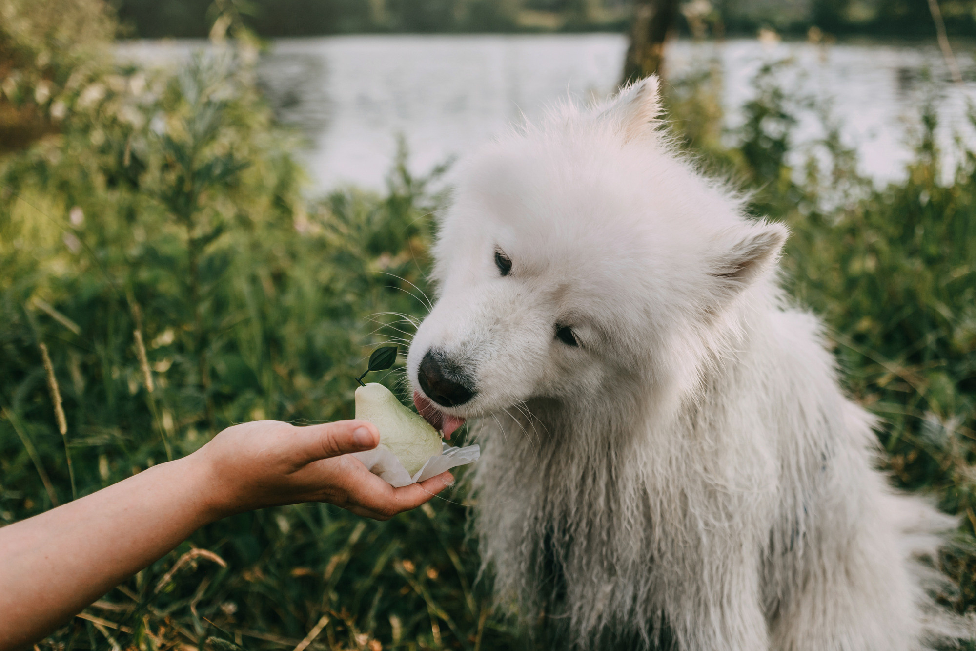 День рождения Морошки. Фотограф-анималист Елена Радченко, Москва