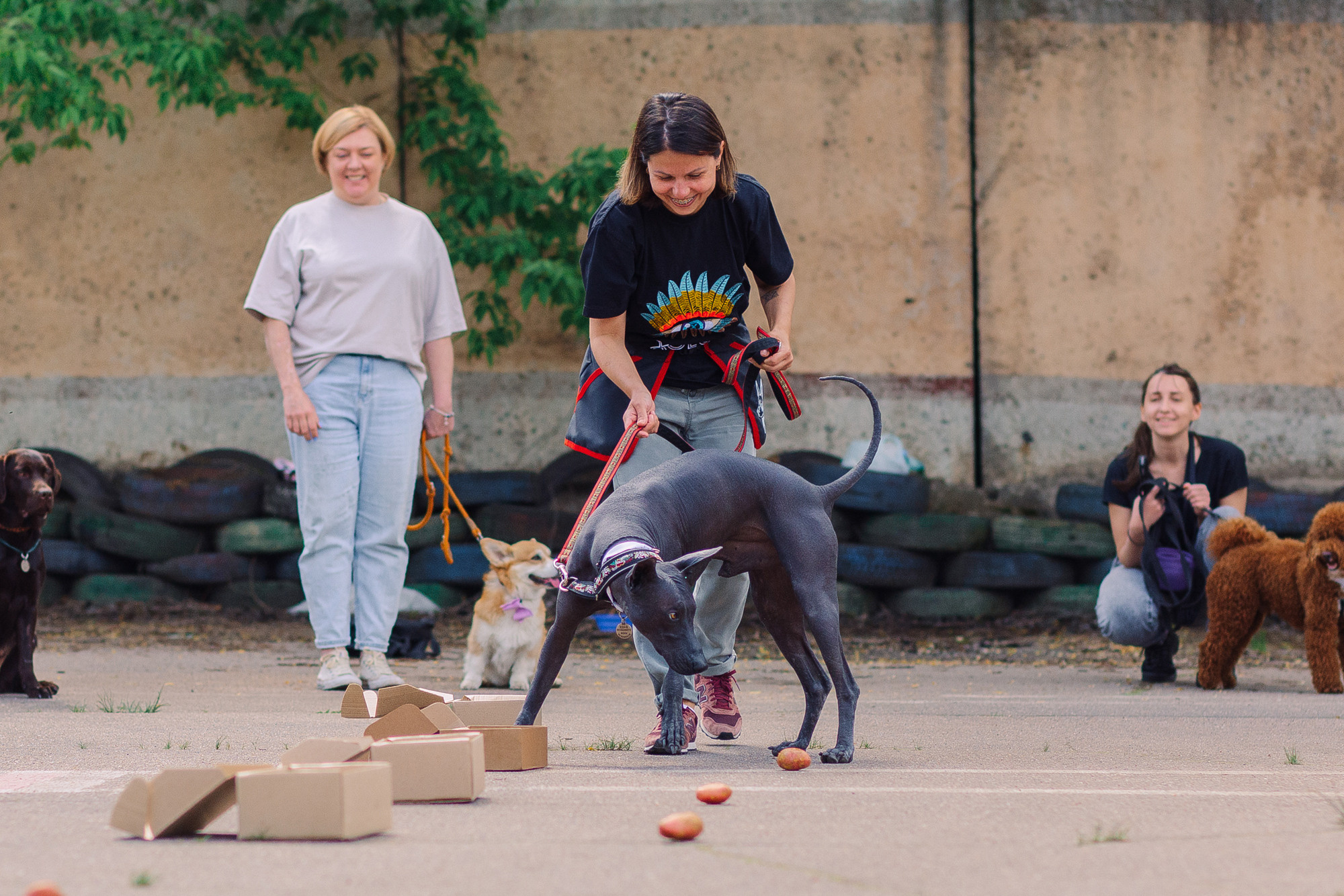 Дог-туса. Фотограф-анималист Елена Радченко, Москва