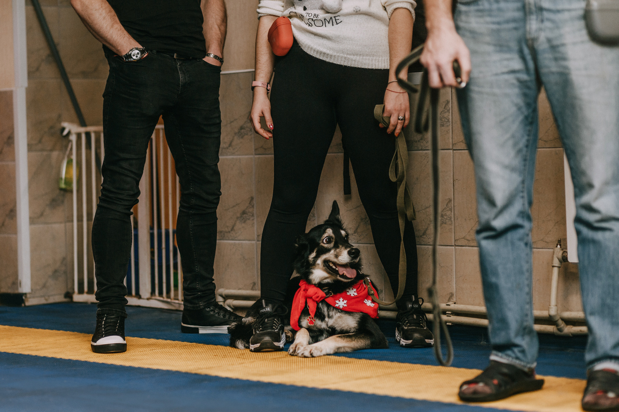 Собачий Новый год. Фотограф-анималист Елена Радченко, Москва