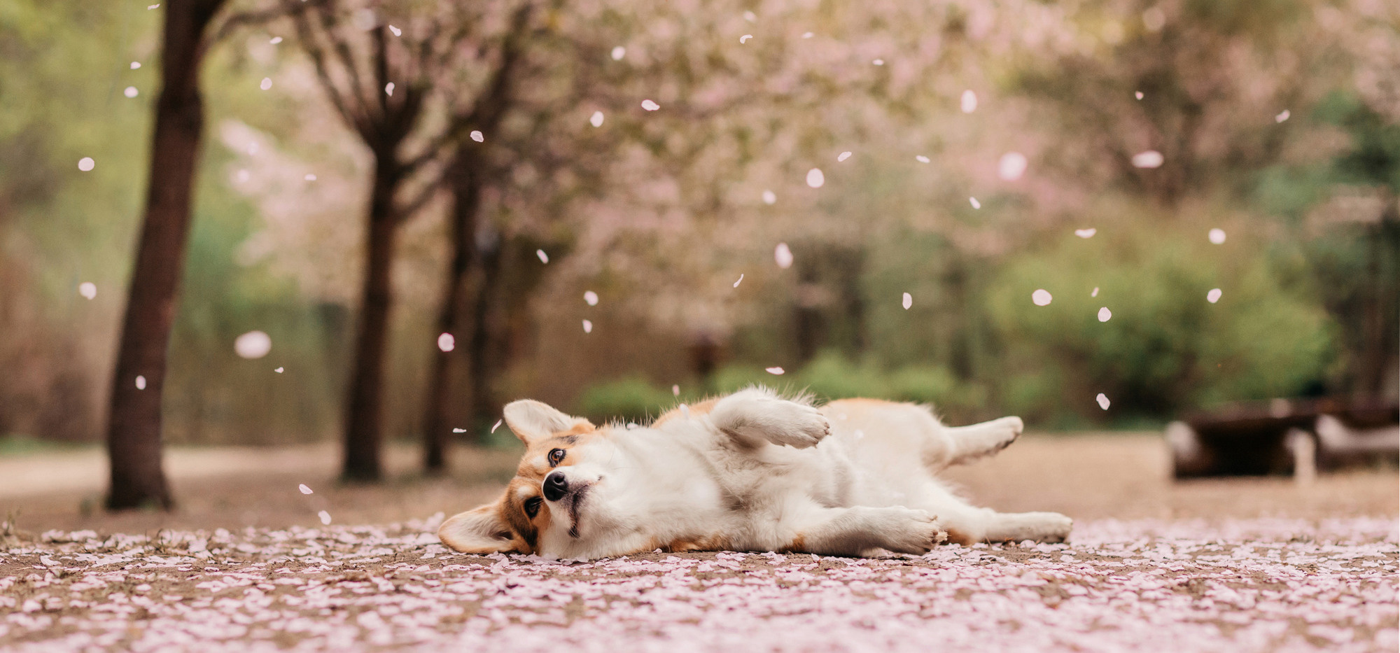 Фотограф-анималист Елена Радченко, Москва