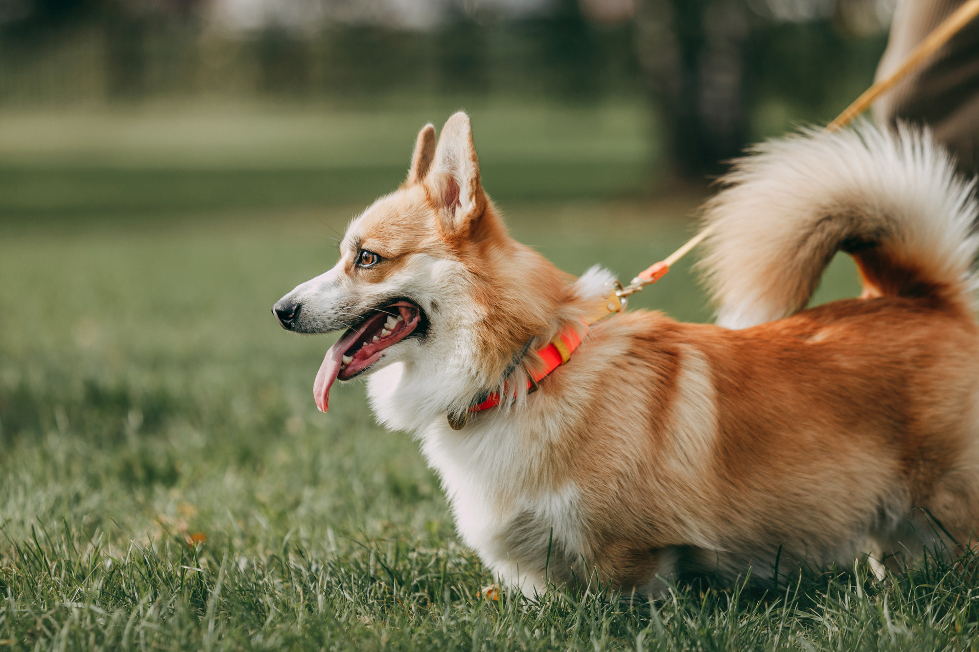День рождения Габи. Фотограф-анималист Елена Радченко, Москва