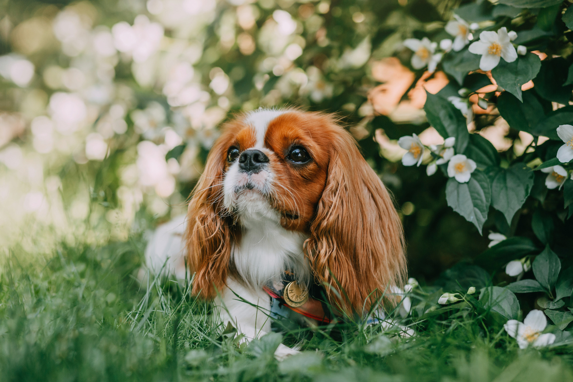Анастасия и Марсель. Фотограф-анималист Елена Радченко, Москва