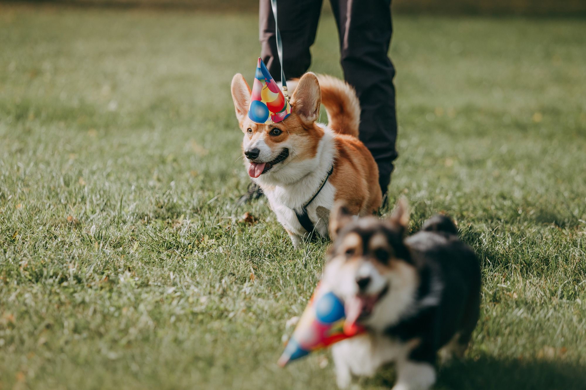 День рождения Габи. Фотограф-анималист Елена Радченко, Москва