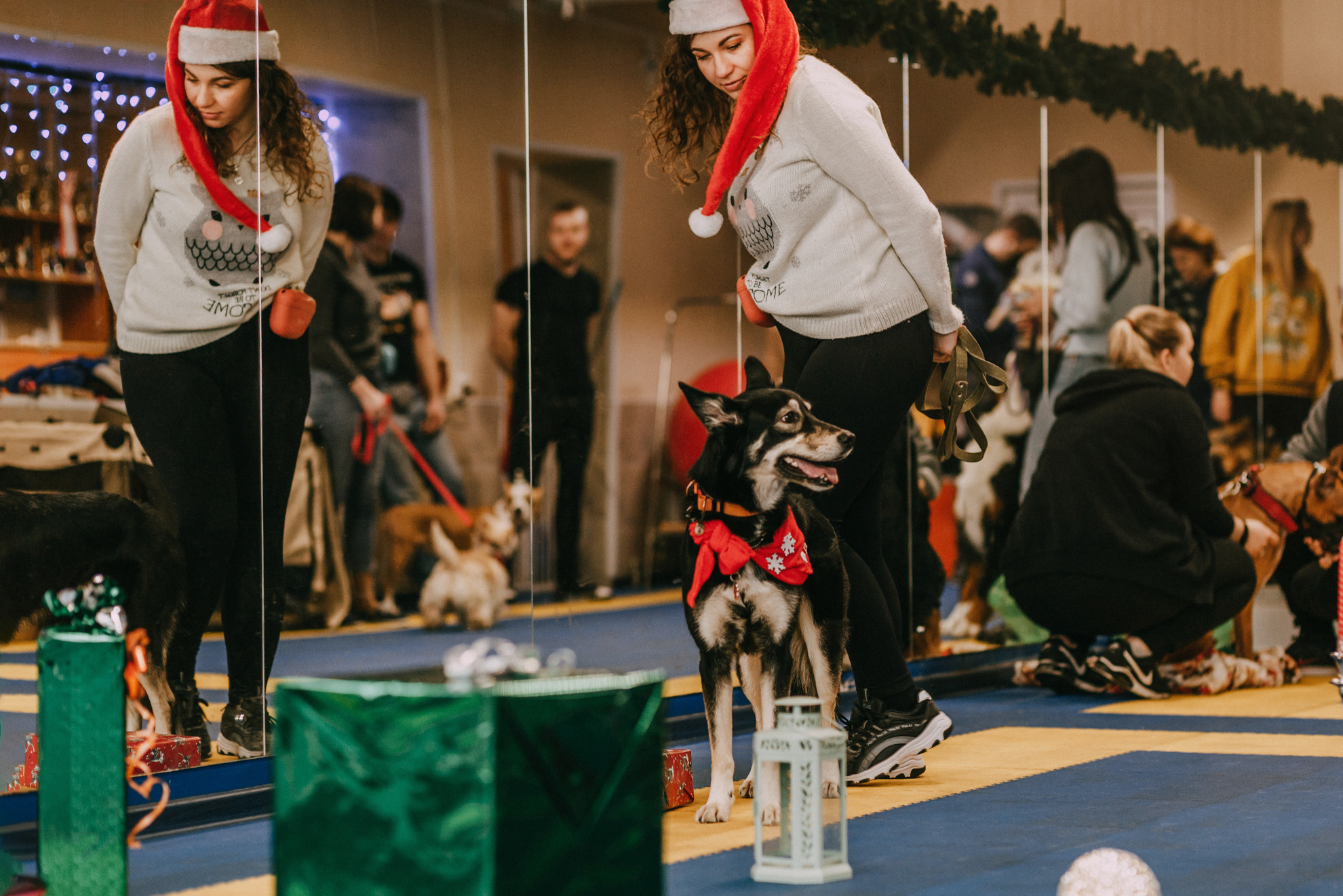 Собачий Новый год. Фотограф-анималист Елена Радченко, Москва
