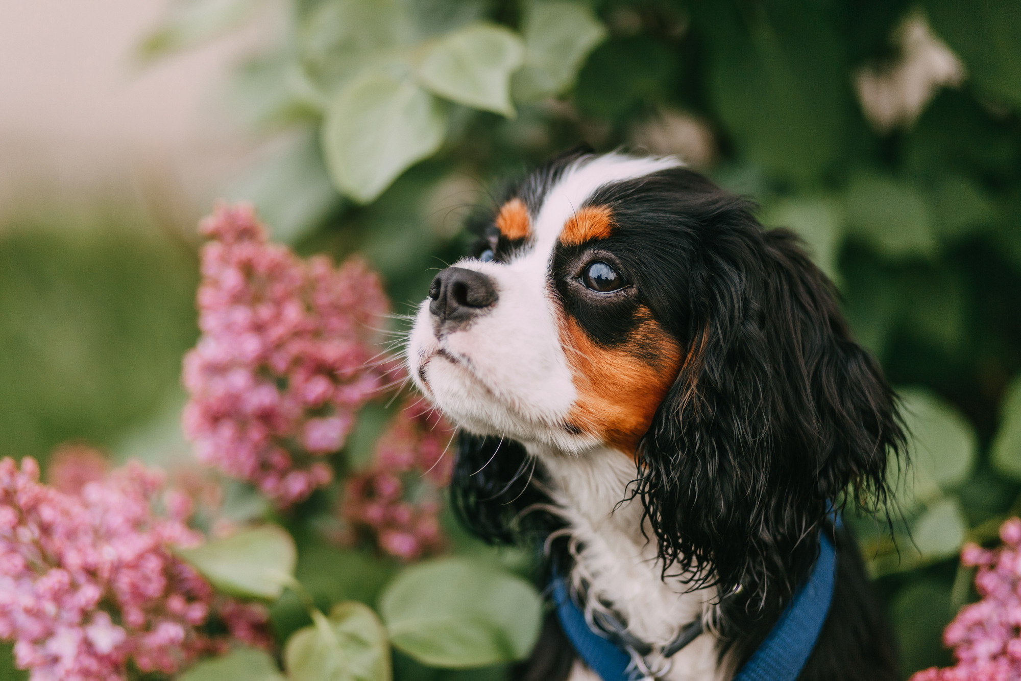 Вика и Морти. Фотограф-анималист Елена Радченко, Москва