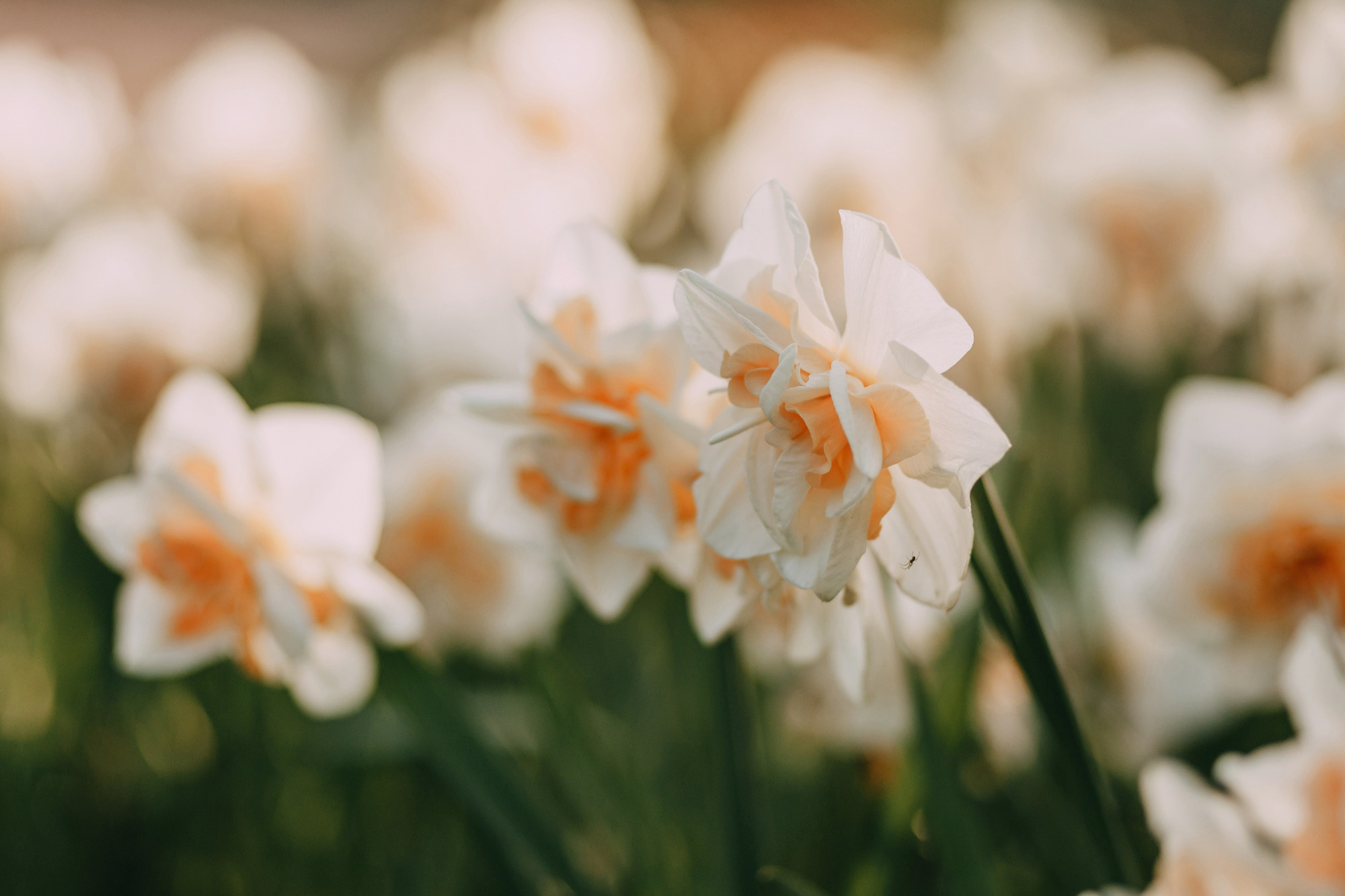 Аня и Вафля. Фотограф-анималист Елена Радченко, Москва