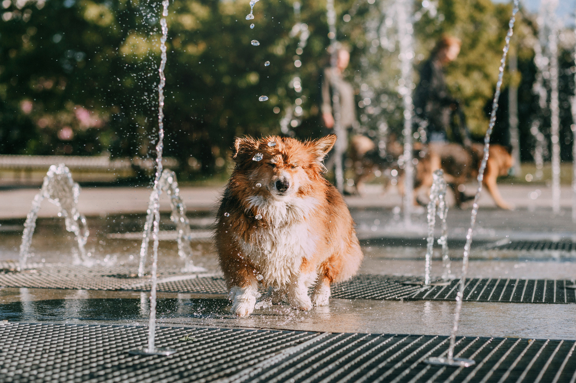 Аша и Робби. Фотограф-анималист Елена Радченко, Москва