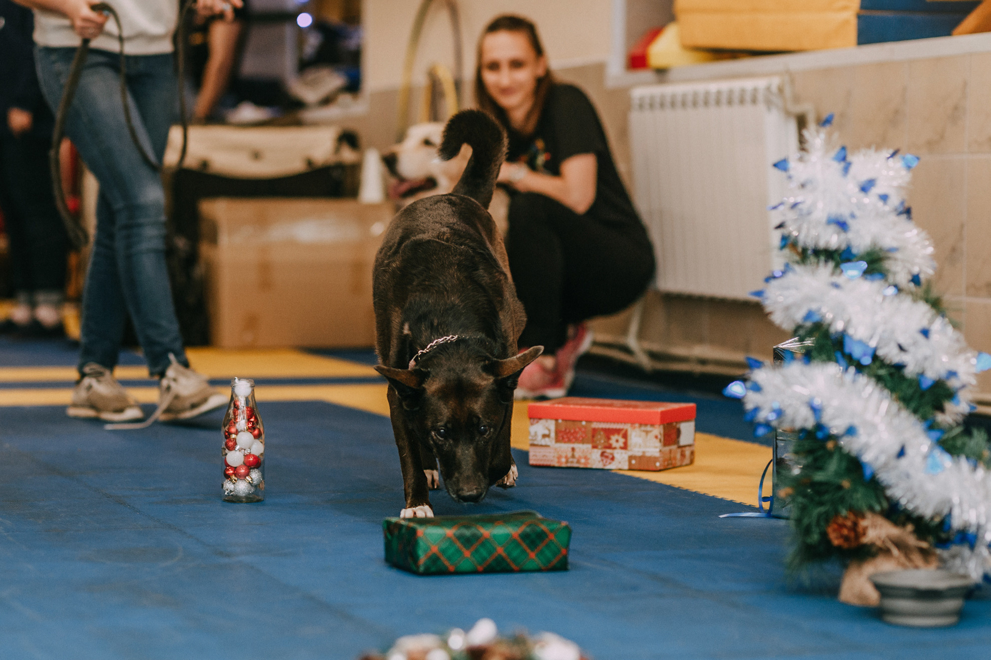 Собачий Новый год. Фотограф-анималист Елена Радченко, Москва