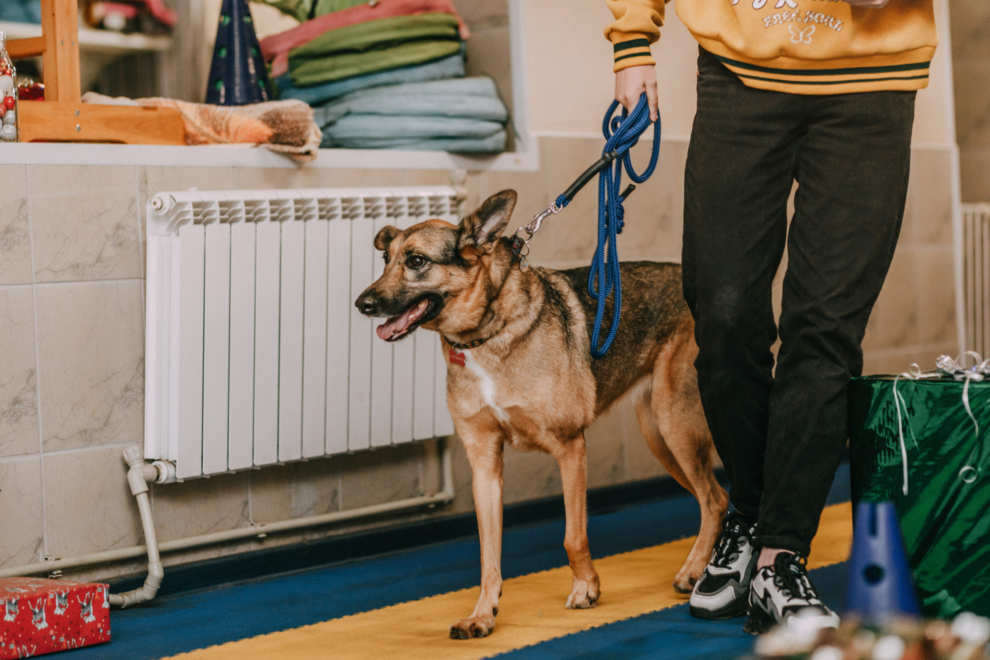 Собачий Новый год. Фотограф-анималист Елена Радченко, Москва