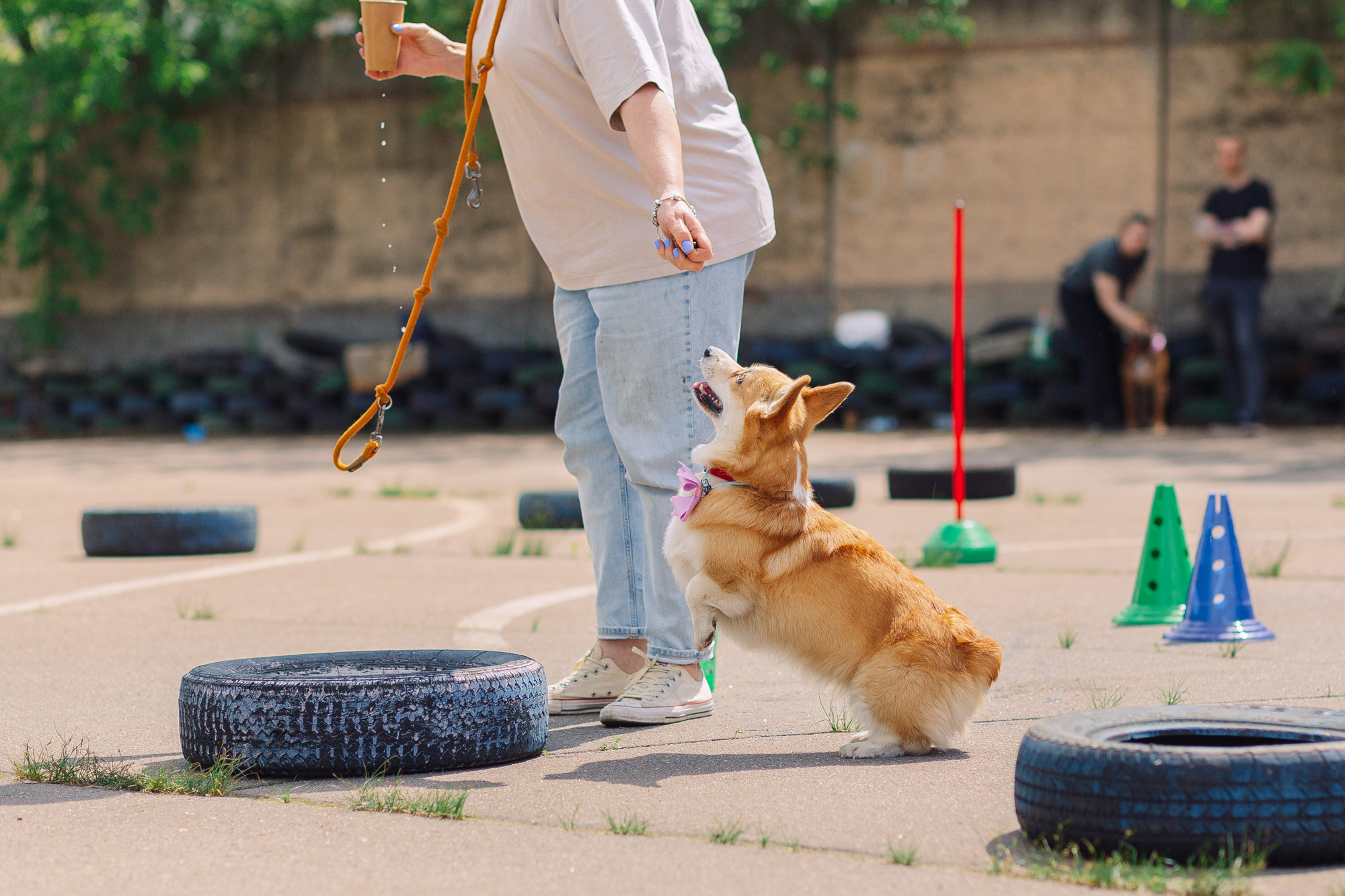 Дог-туса. Фотограф-анималист Елена Радченко, Москва