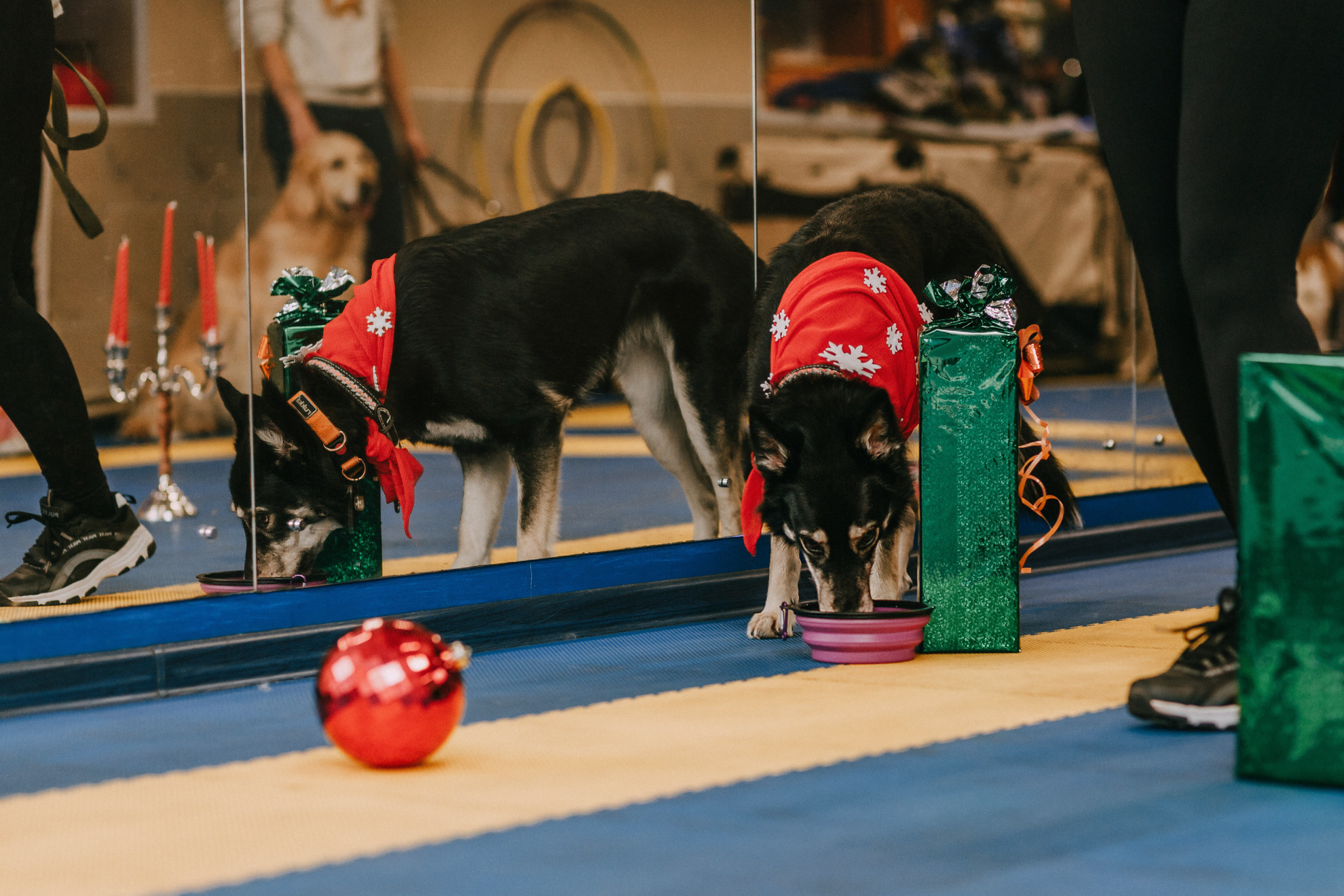 Собачий Новый год. Фотограф-анималист Елена Радченко, Москва