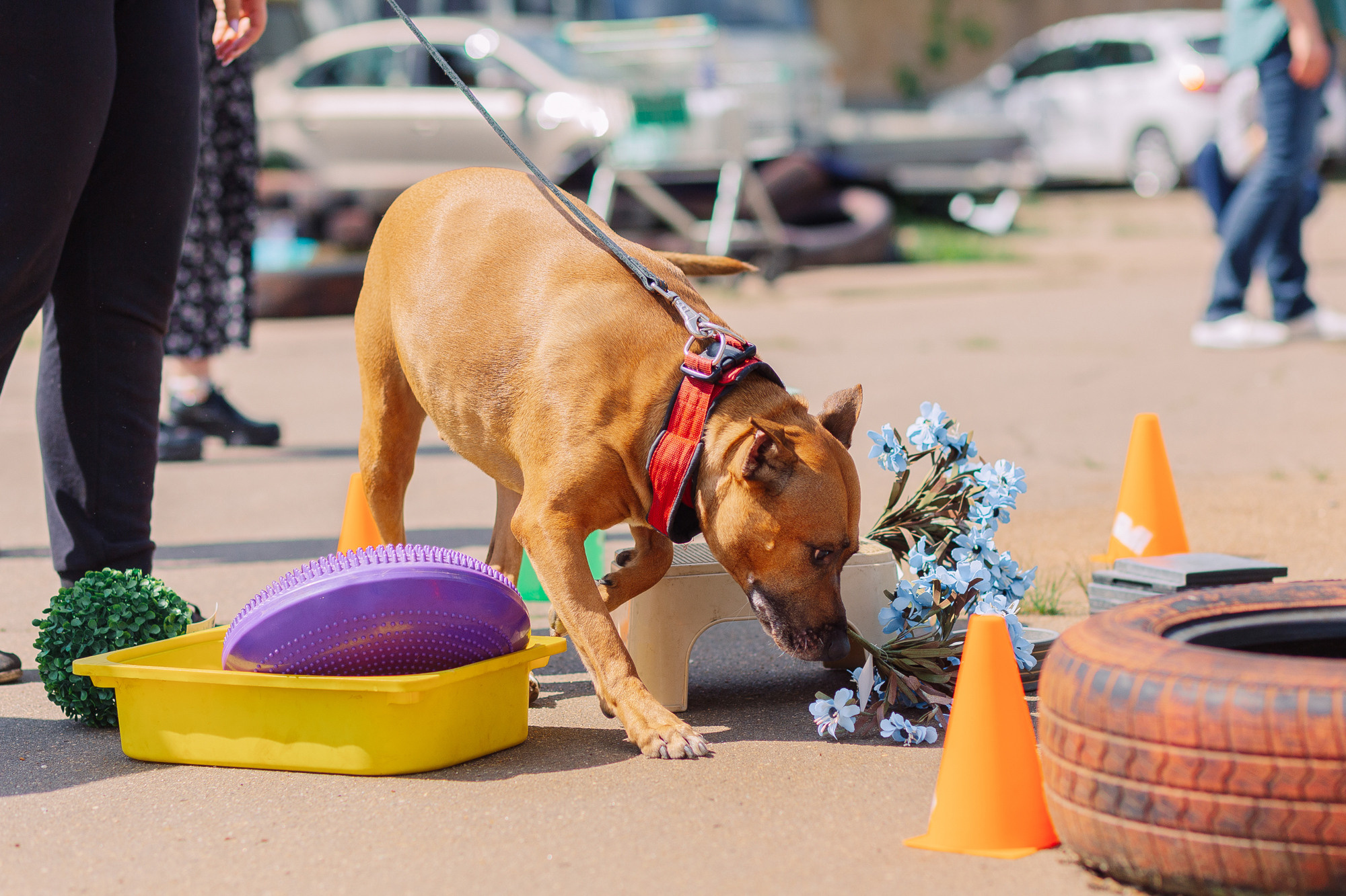 Дог-туса. Фотограф-анималист Елена Радченко, Москва