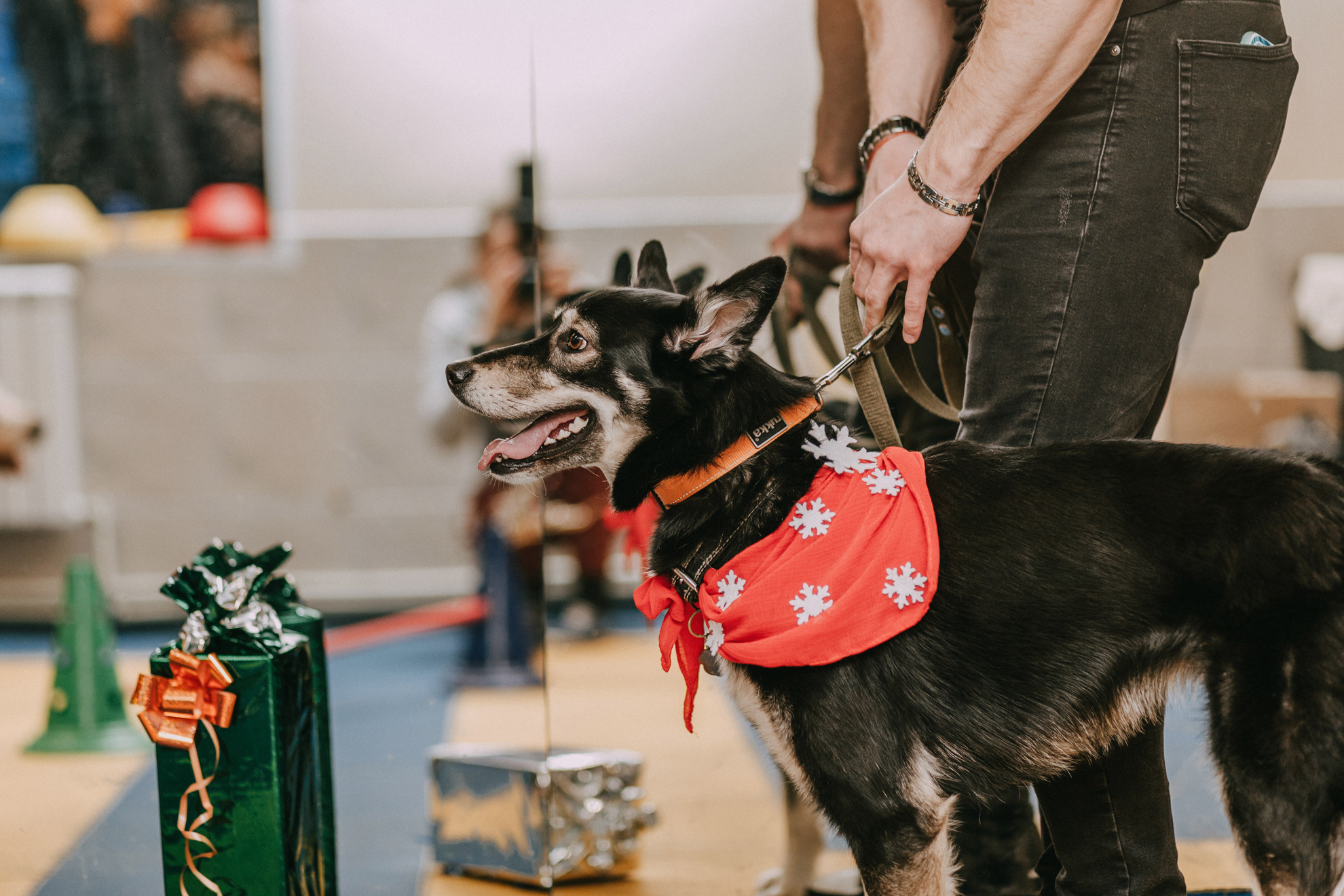 Собачий Новый год. Фотограф-анималист Елена Радченко, Москва