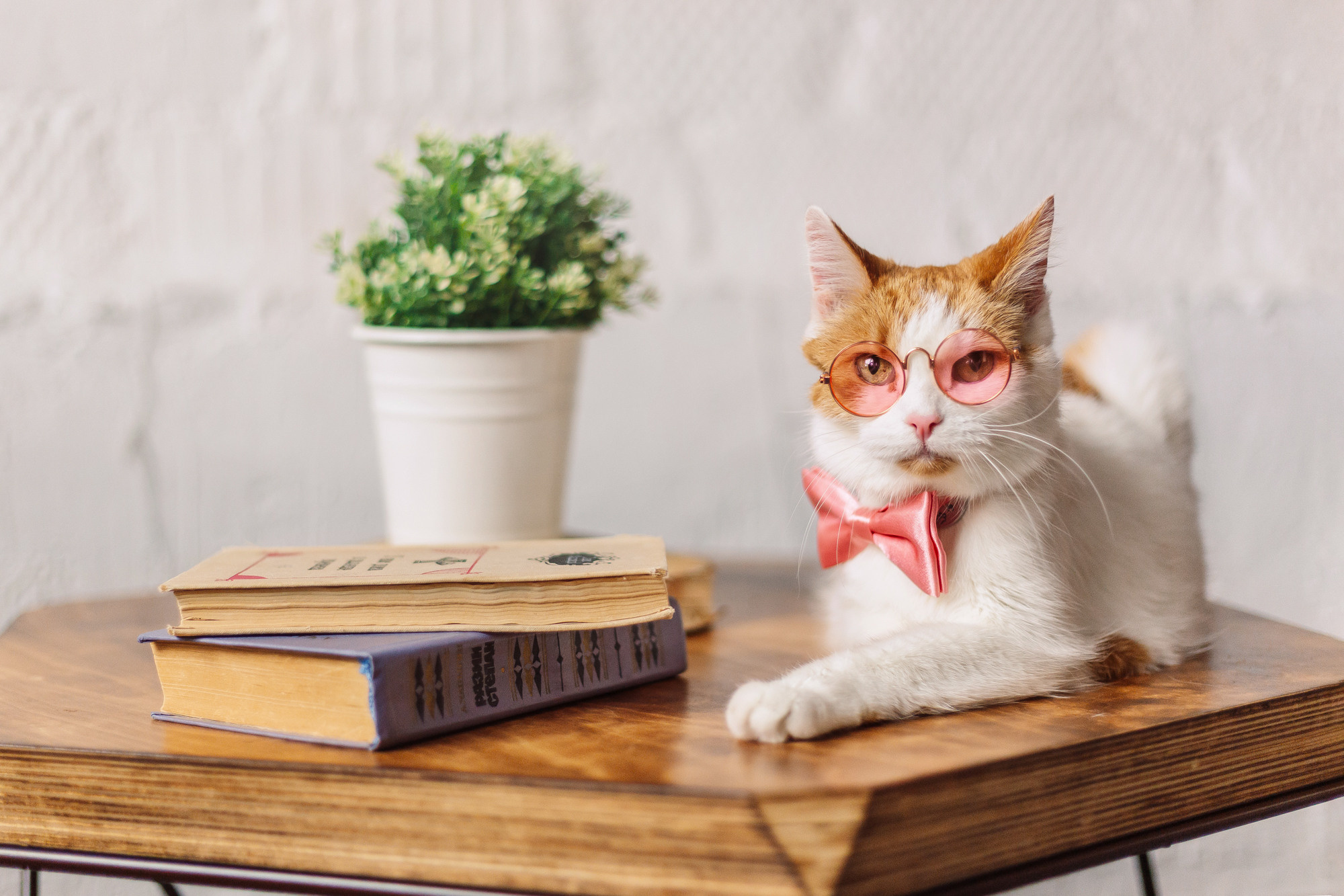 Магазин Friend of mine. Фотограф-анималист Елена Радченко, Москва