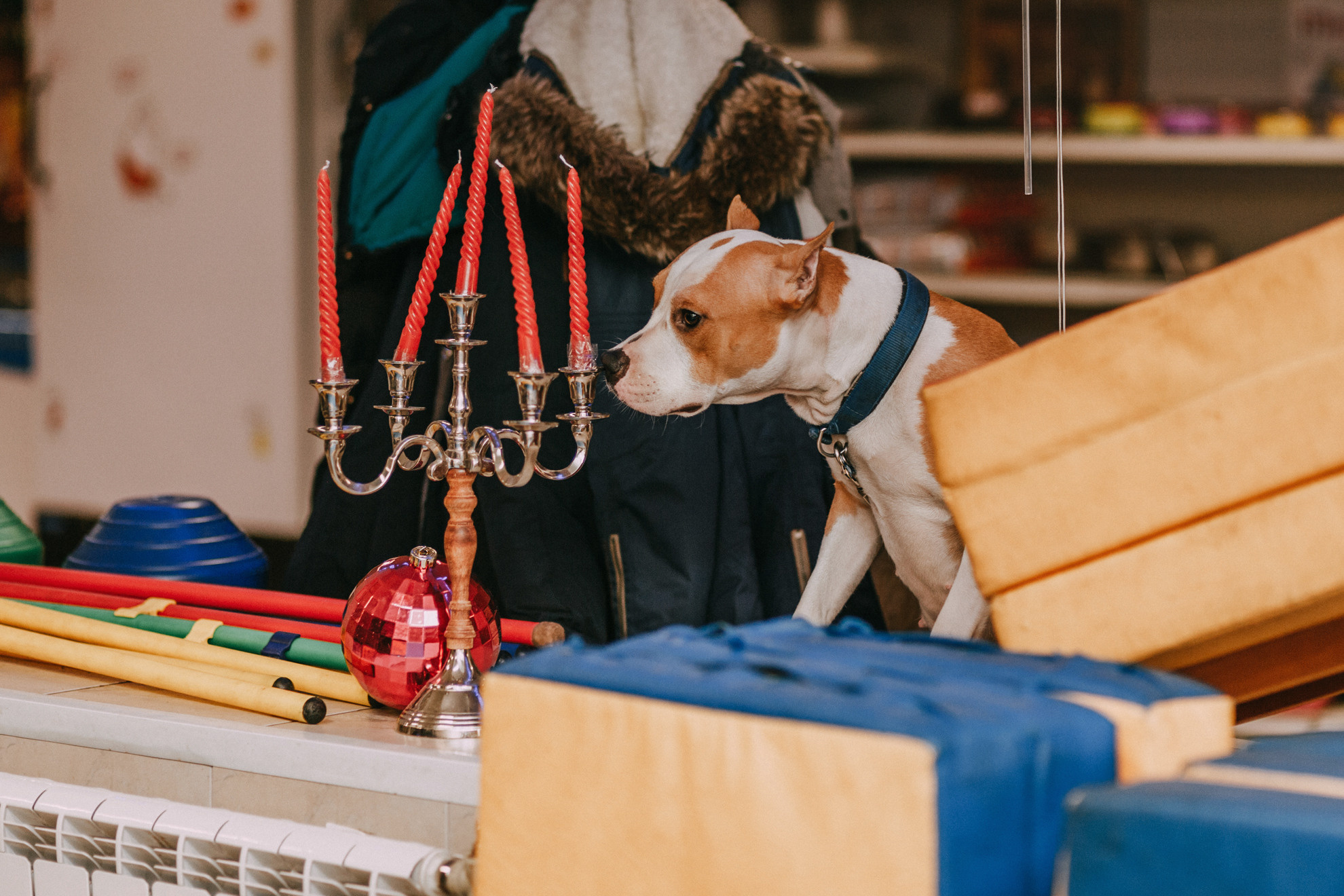 Собачий Новый год. Фотограф-анималист Елена Радченко, Москва