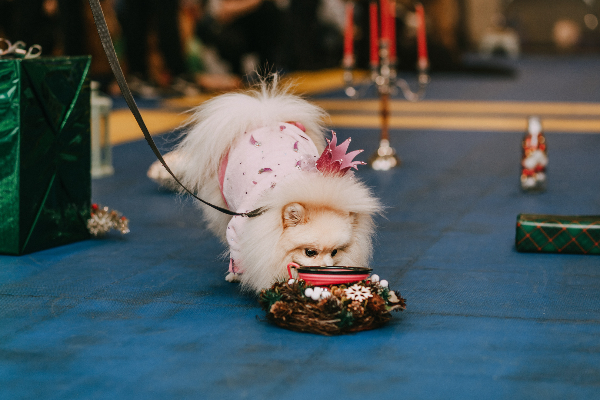 Собачий Новый год. Фотограф-анималист Елена Радченко, Москва