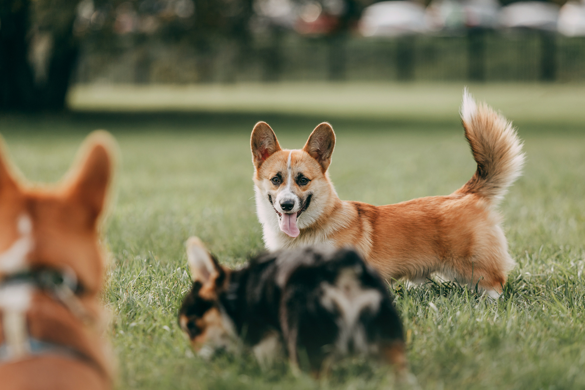 День рождения Габи. Фотограф-анималист Елена Радченко, Москва