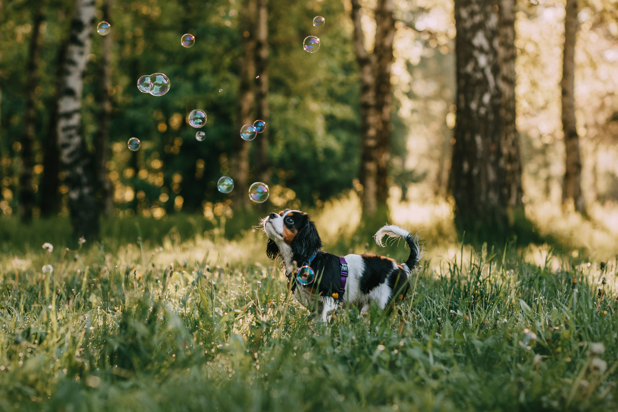 Вика и Морти. Фотограф-анималист Елена Радченко, Москва