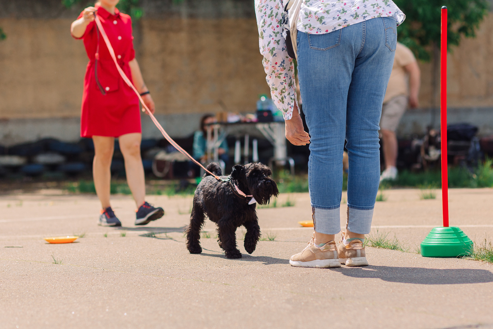 Дог-туса. Фотограф-анималист Елена Радченко, Москва