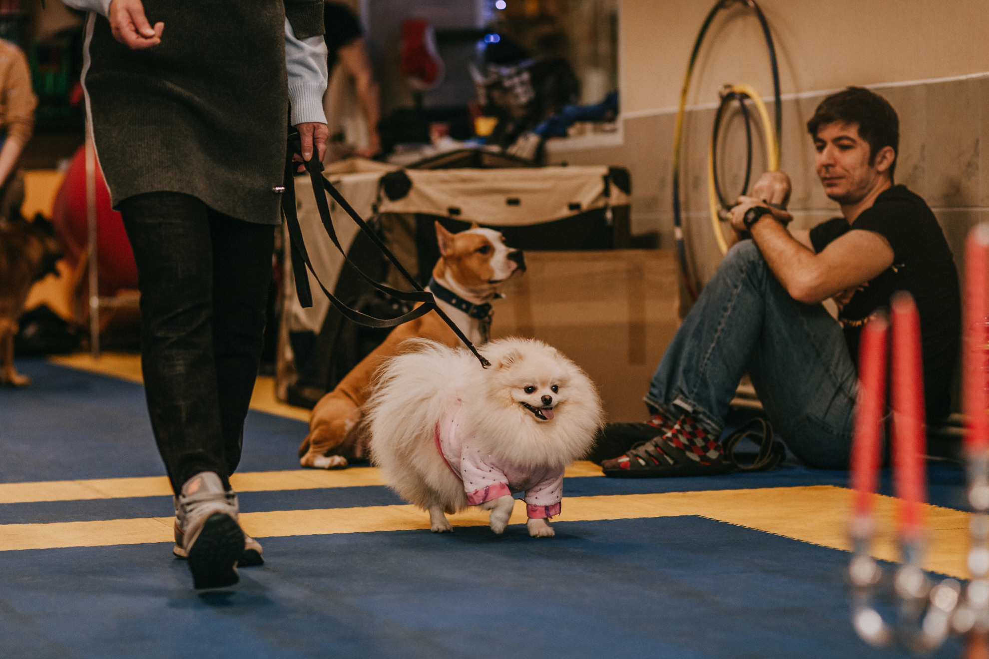 Собачий Новый год. Фотограф-анималист Елена Радченко, Москва