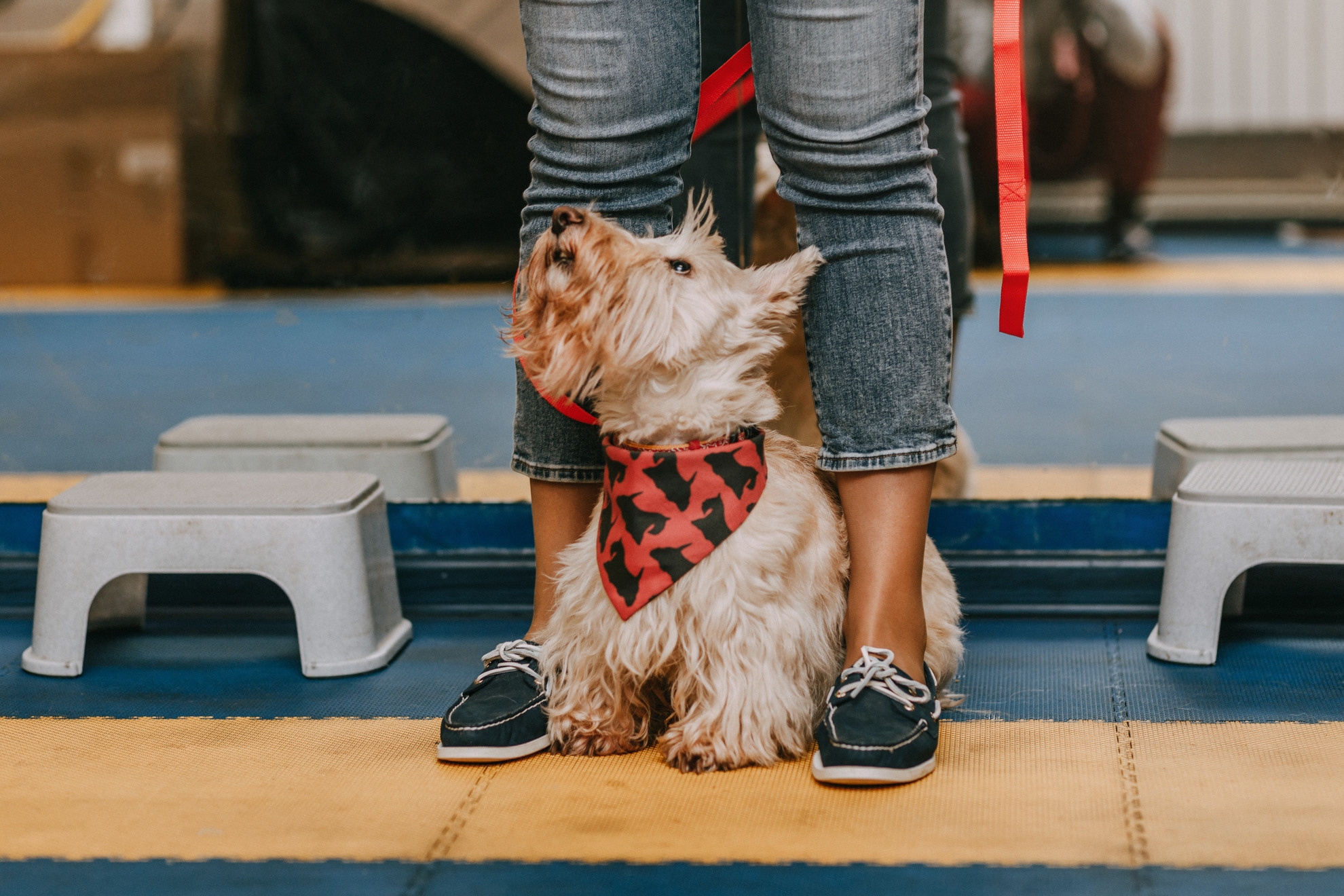 Собачий Новый год. Фотограф-анималист Елена Радченко, Москва