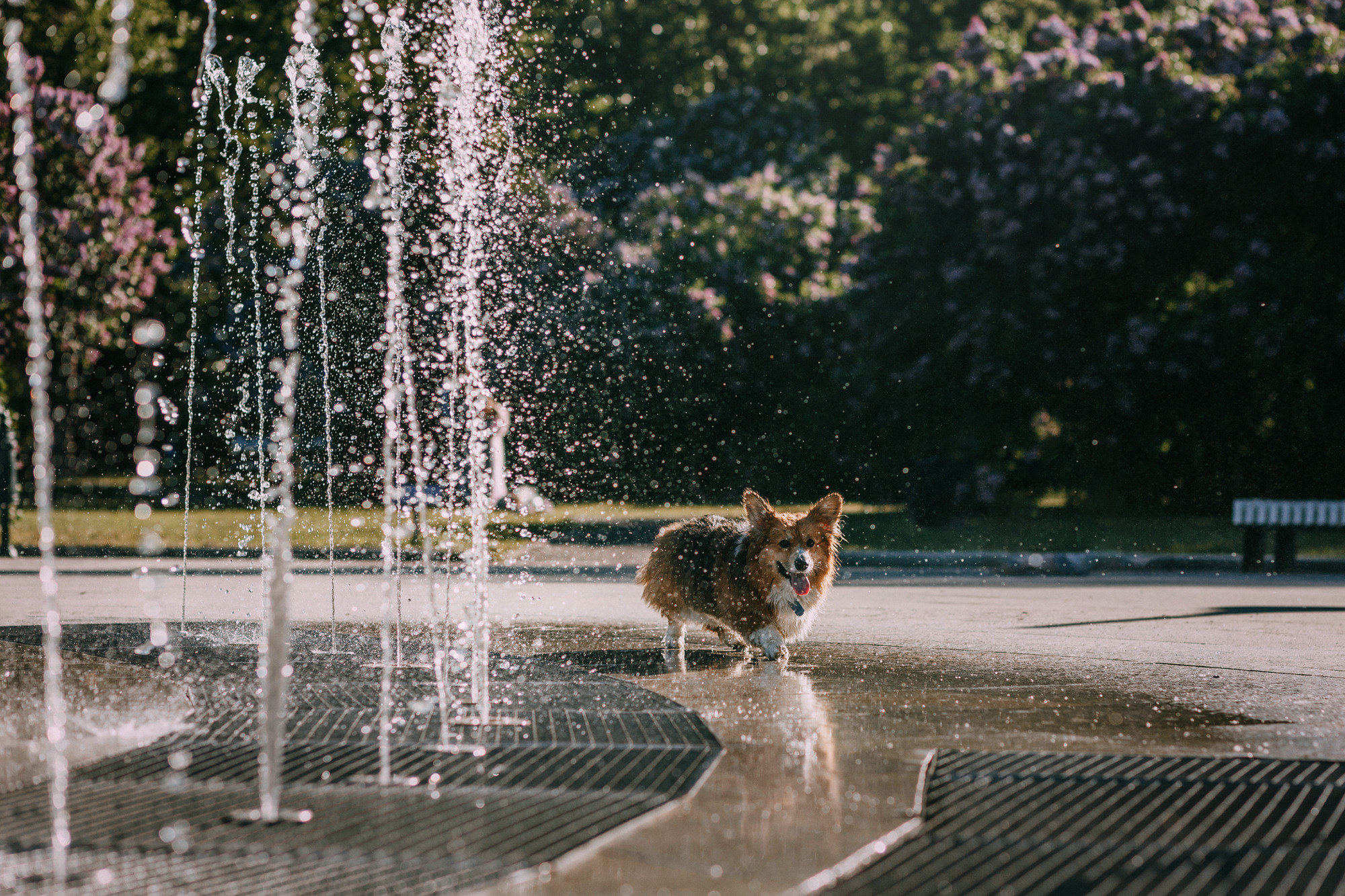 Аша и Робби. Фотограф-анималист Елена Радченко, Москва