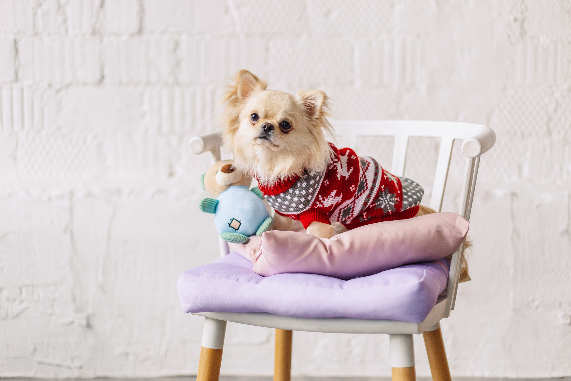 Магазин Friend of mine. Фотограф-анималист Елена Радченко, Москва