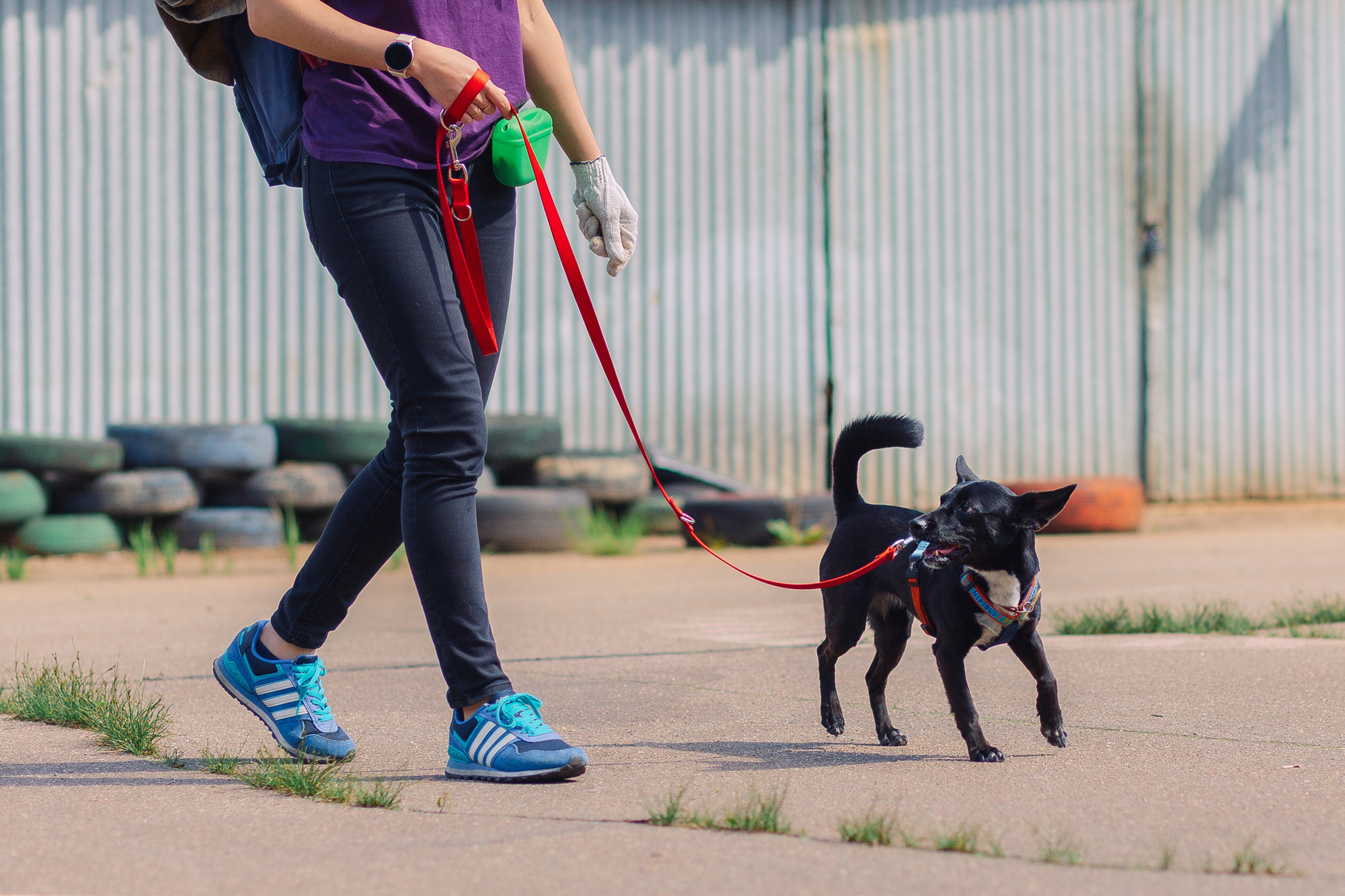 Дог-туса. Фотограф-анималист Елена Радченко, Москва