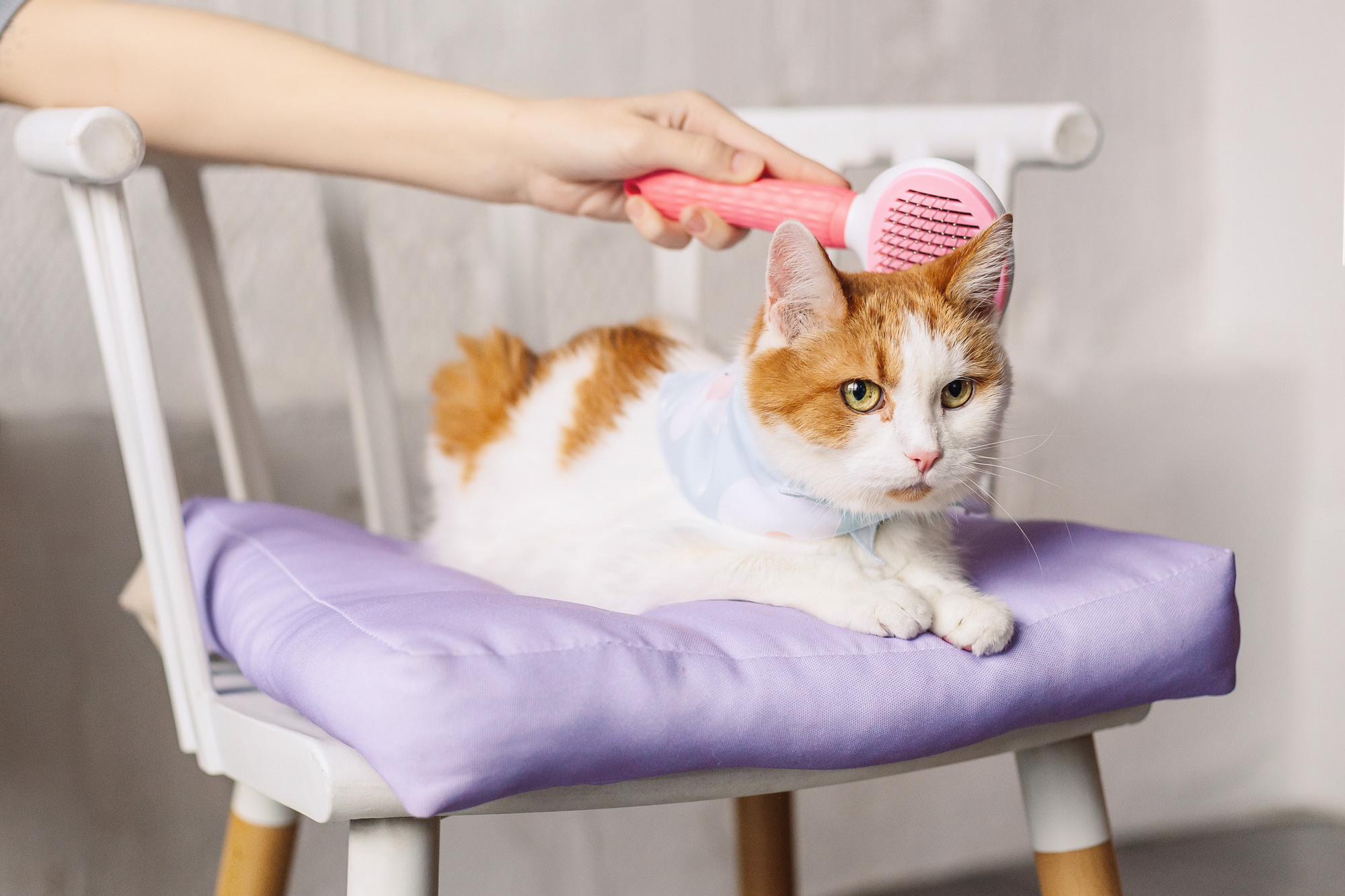 Магазин Friend of mine. Фотограф-анималист Елена Радченко, Москва