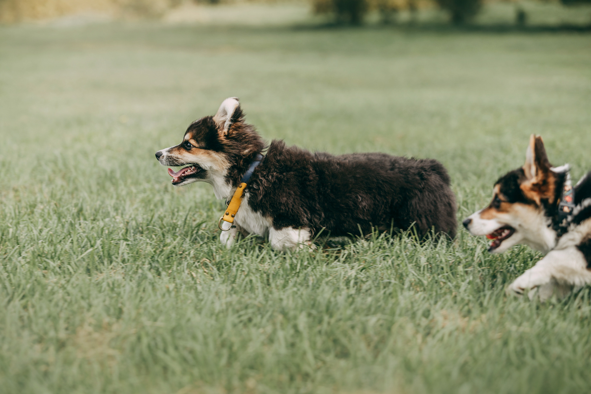 День рождения Габи. Фотограф-анималист Елена Радченко, Москва