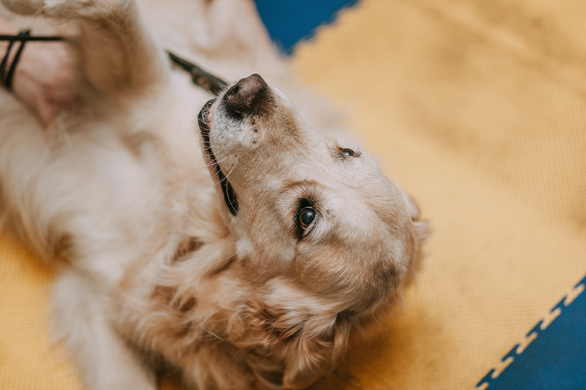 Собачий Новый год. Фотограф-анималист Елена Радченко, Москва