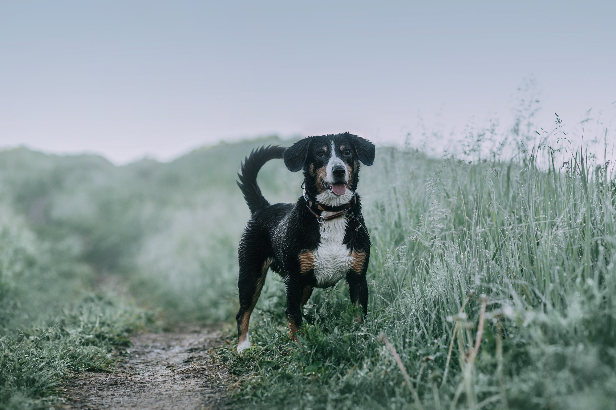 Лида и Яра. Фотограф-анималист Елена Радченко, Москва
