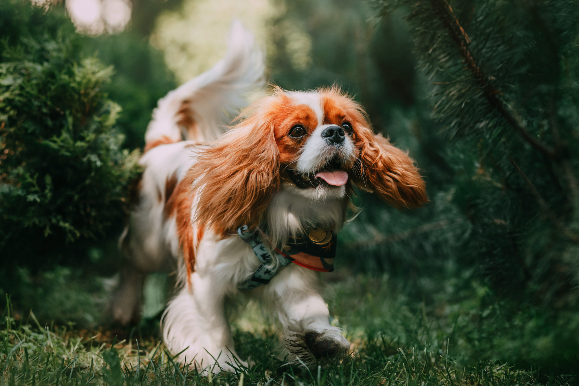 Анастасия и Марсель. Фотограф-анималист Елена Радченко, Москва