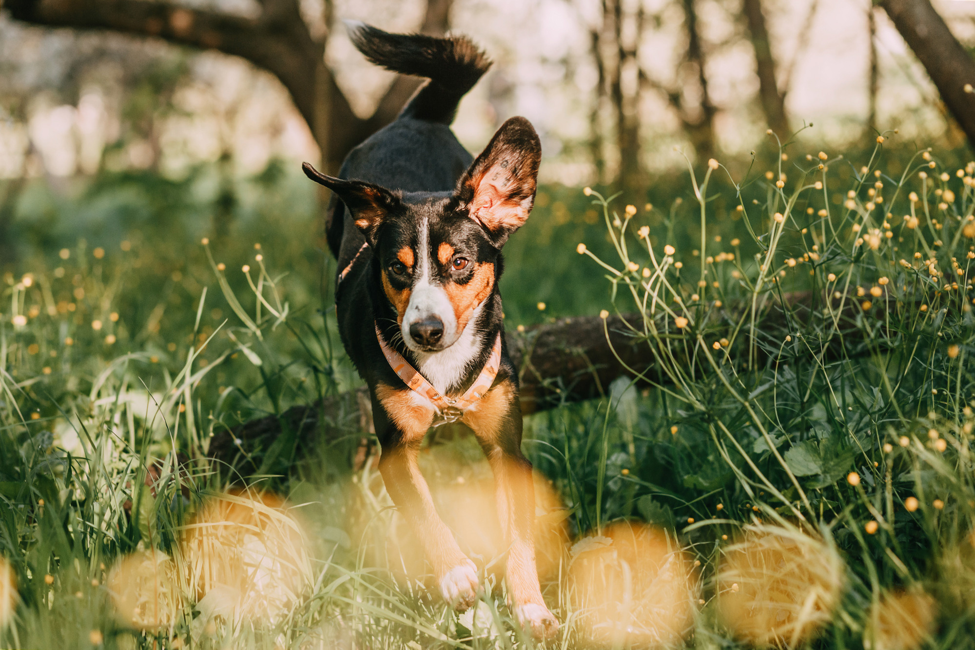 Аня и Вафля. Фотограф-анималист Елена Радченко, Москва