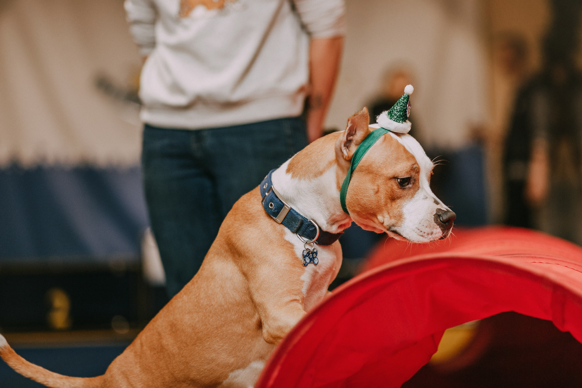 Собачий Новый год. Фотограф-анималист Елена Радченко, Москва