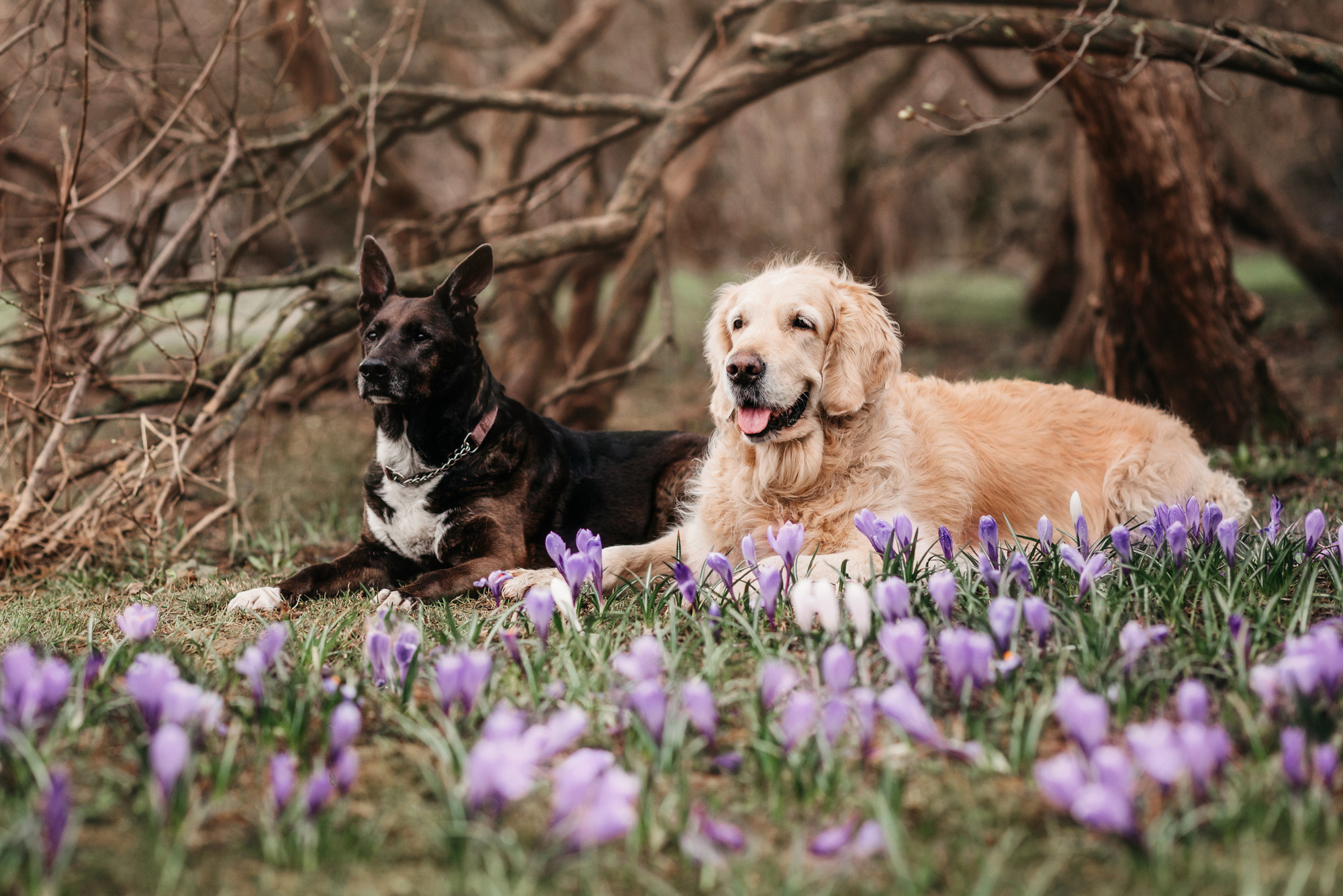 Ира, Бэлла и Альма. Фотограф-анималист Елена Радченко, Москва