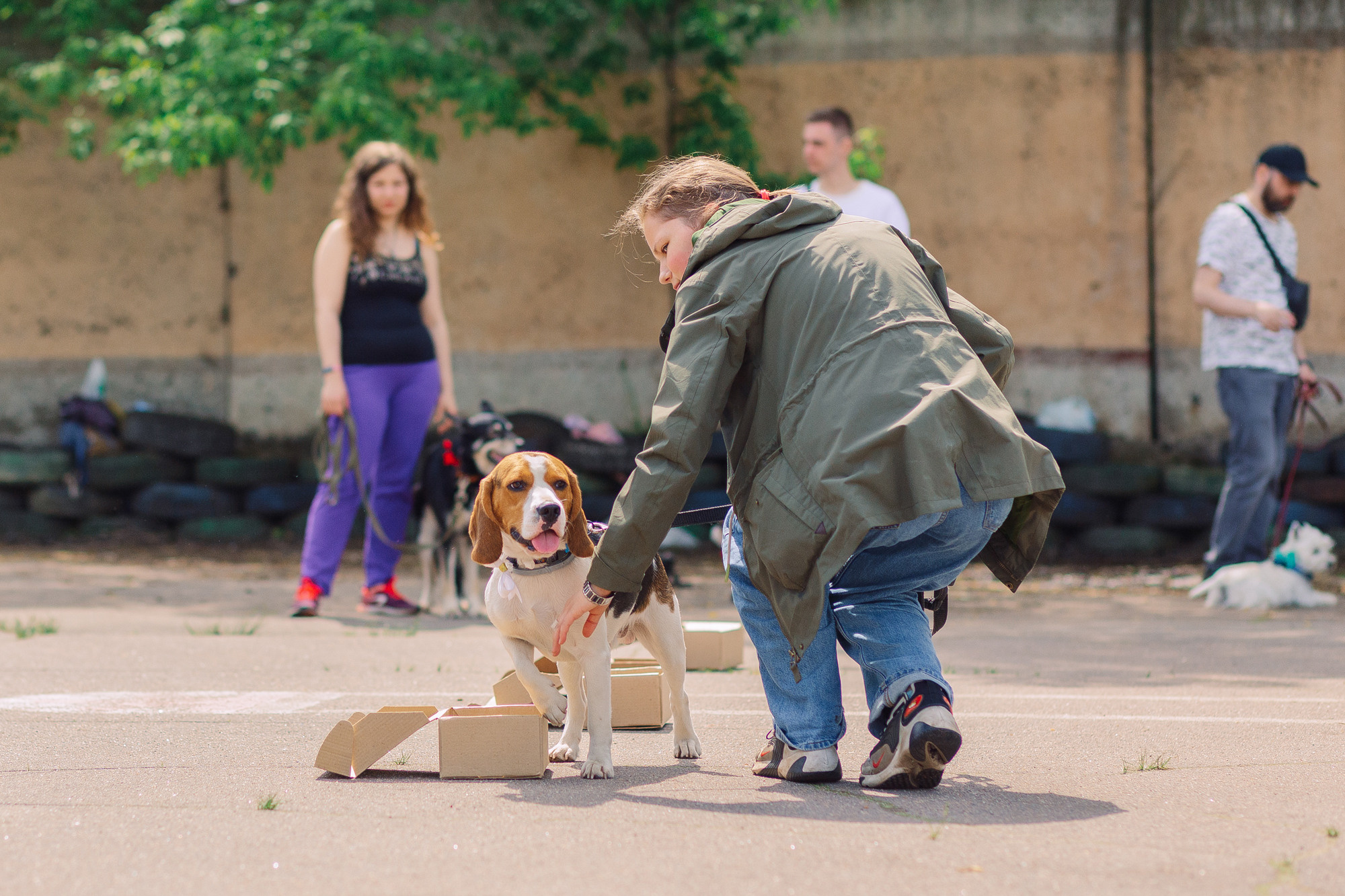 Дог-туса. Фотограф-анималист Елена Радченко, Москва