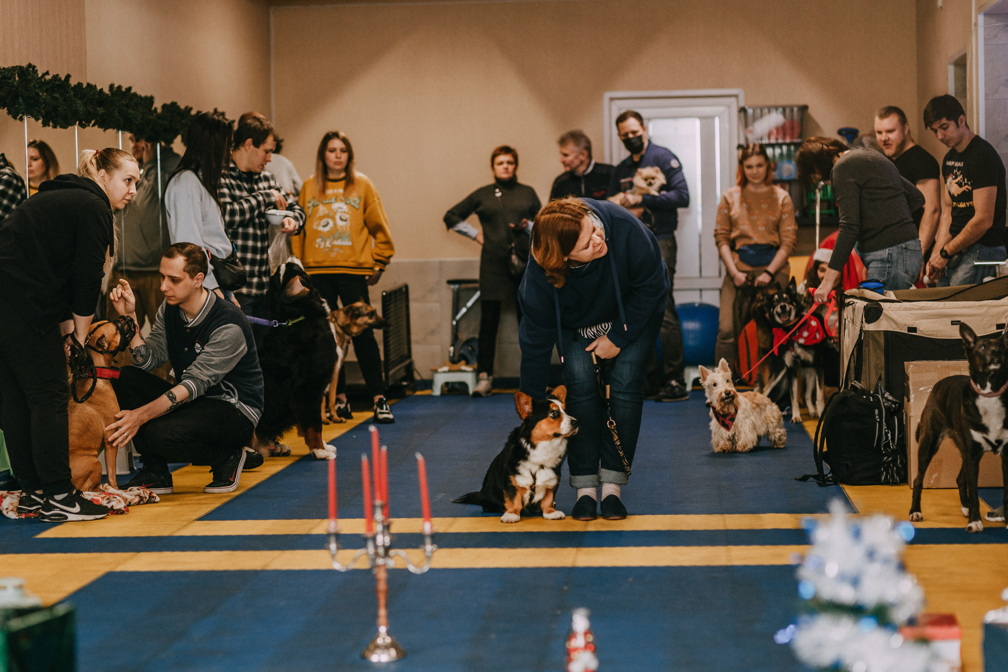 Собачий Новый год. Фотограф-анималист Елена Радченко, Москва