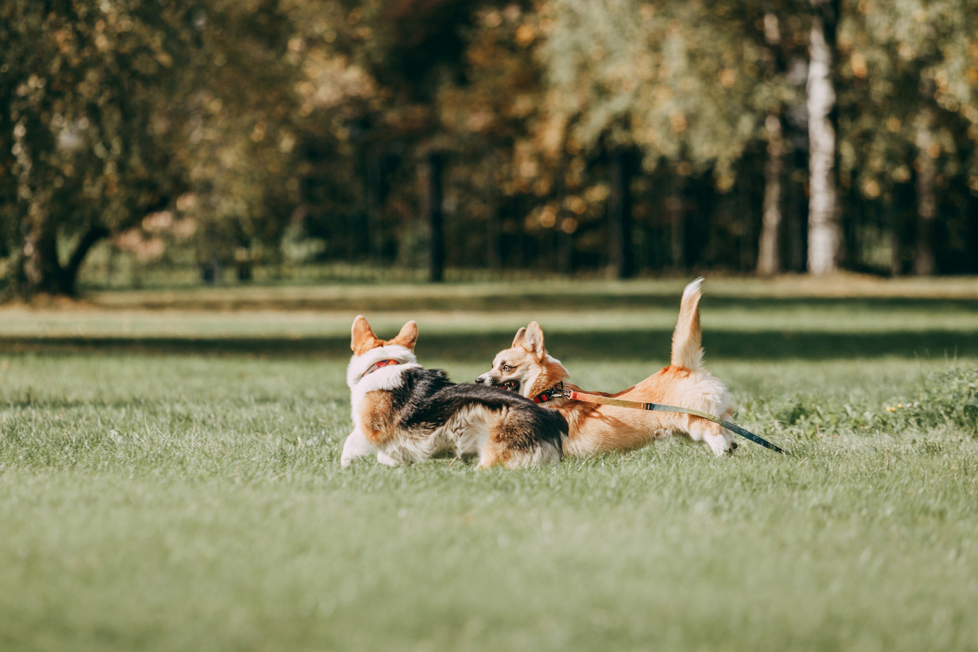 День рождения Габи. Фотограф-анималист Елена Радченко, Москва