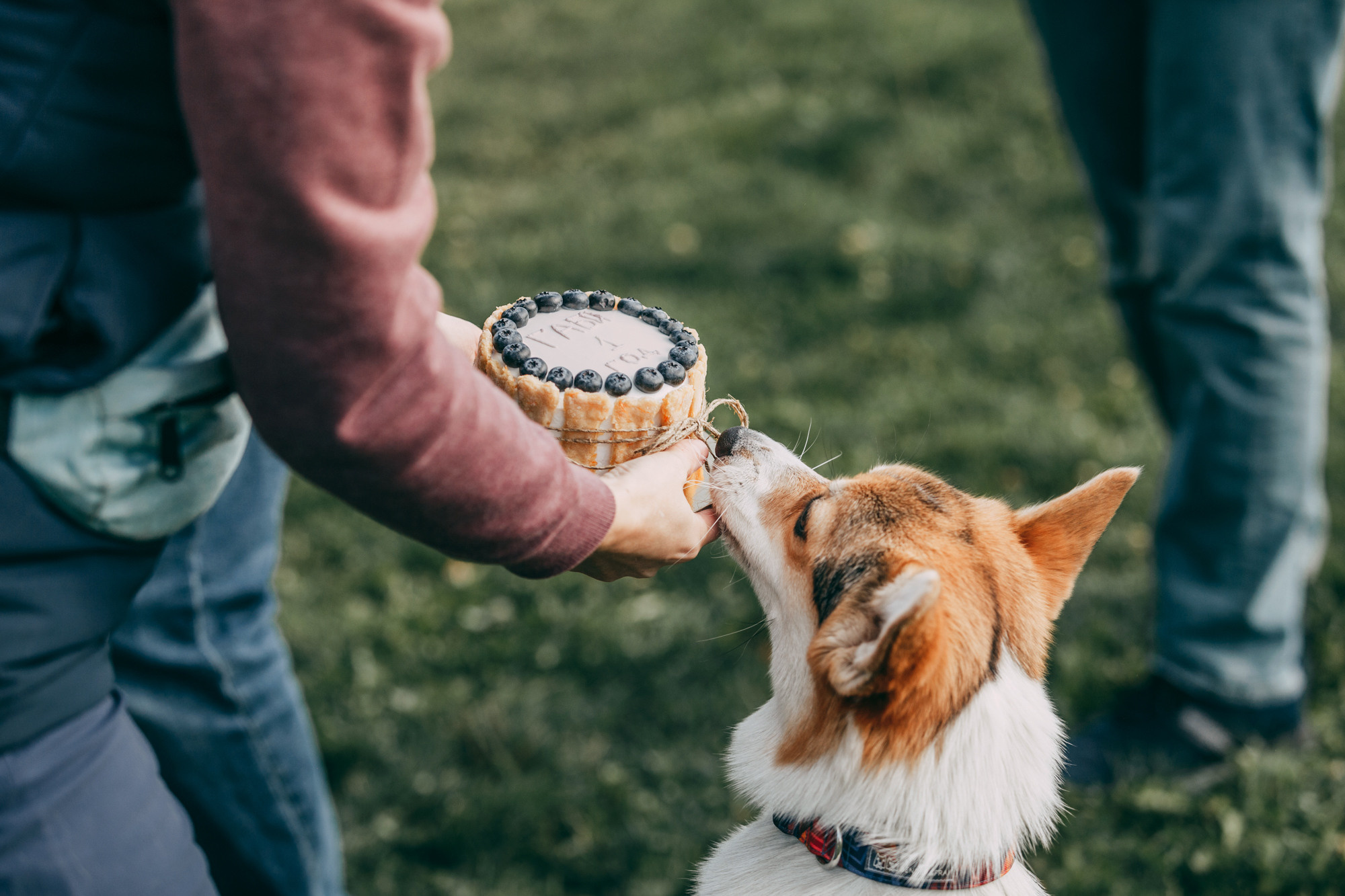 День рождения Габи. Фотограф-анималист Елена Радченко, Москва