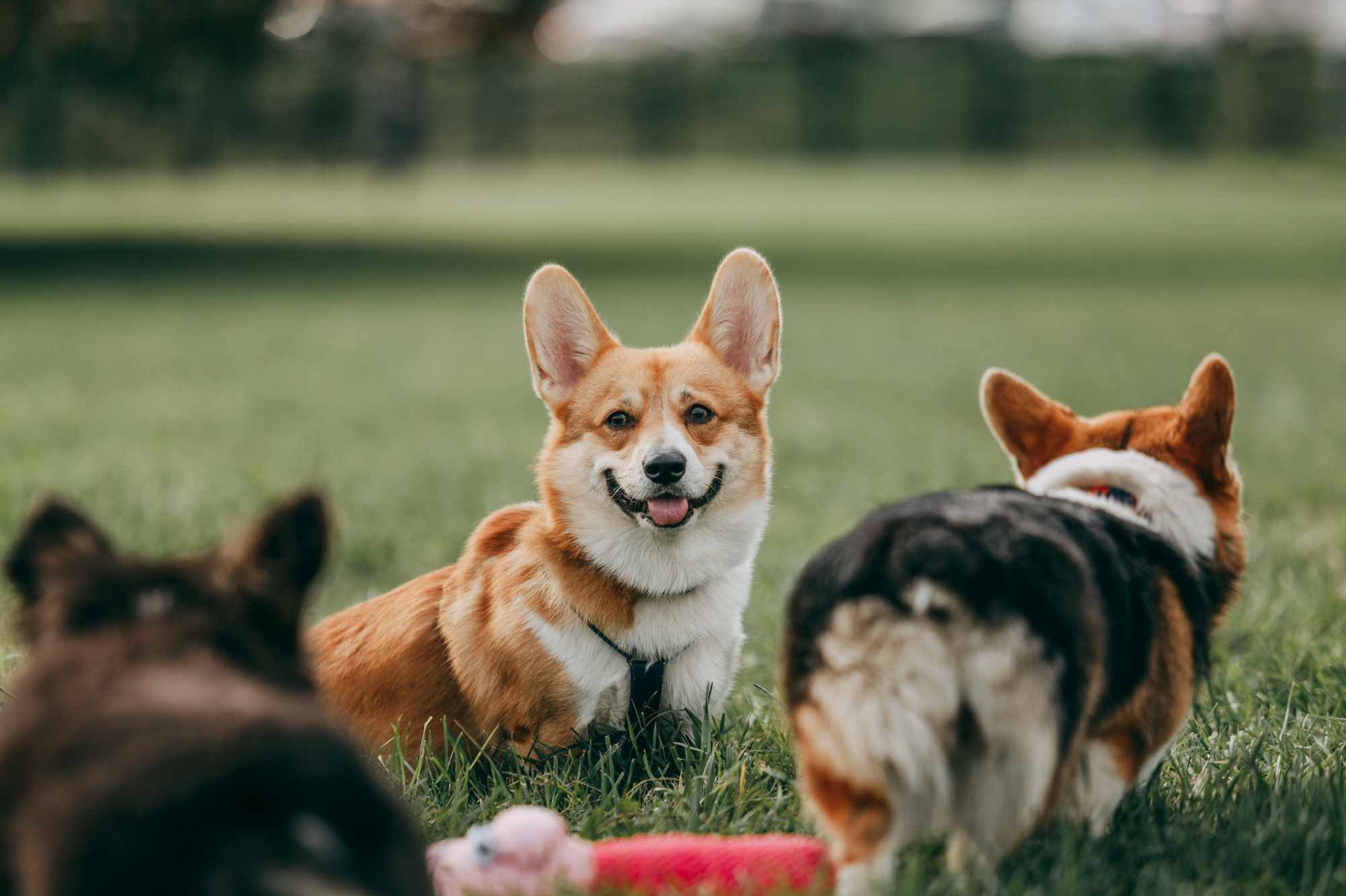 День рождения Габи. Фотограф-анималист Елена Радченко, Москва