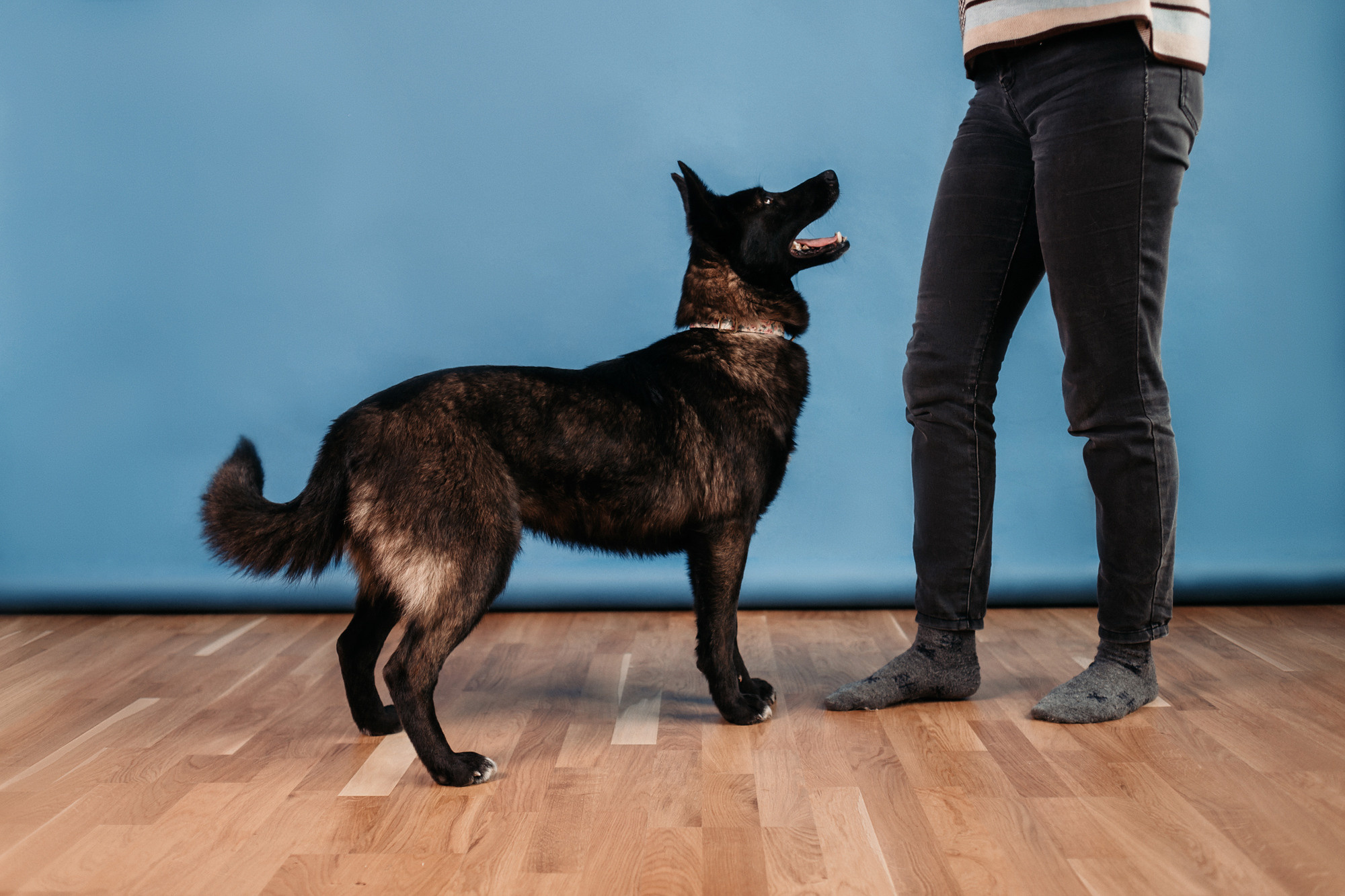 Эдит и Диди. Фотограф-анималист Елена Радченко, Москва