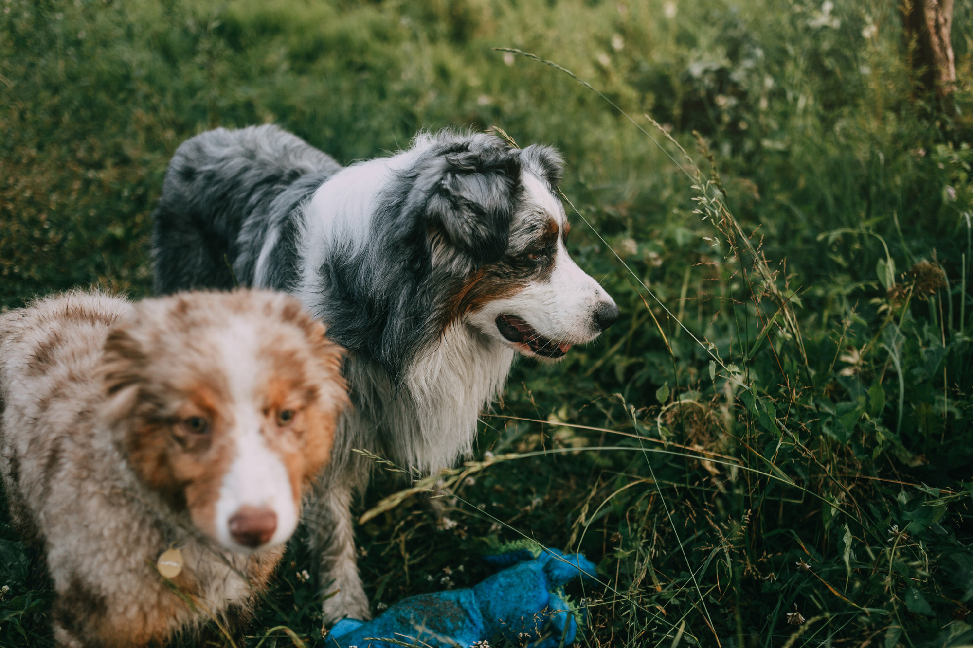 День рождения Морошки. Фотограф-анималист Елена Радченко, Москва