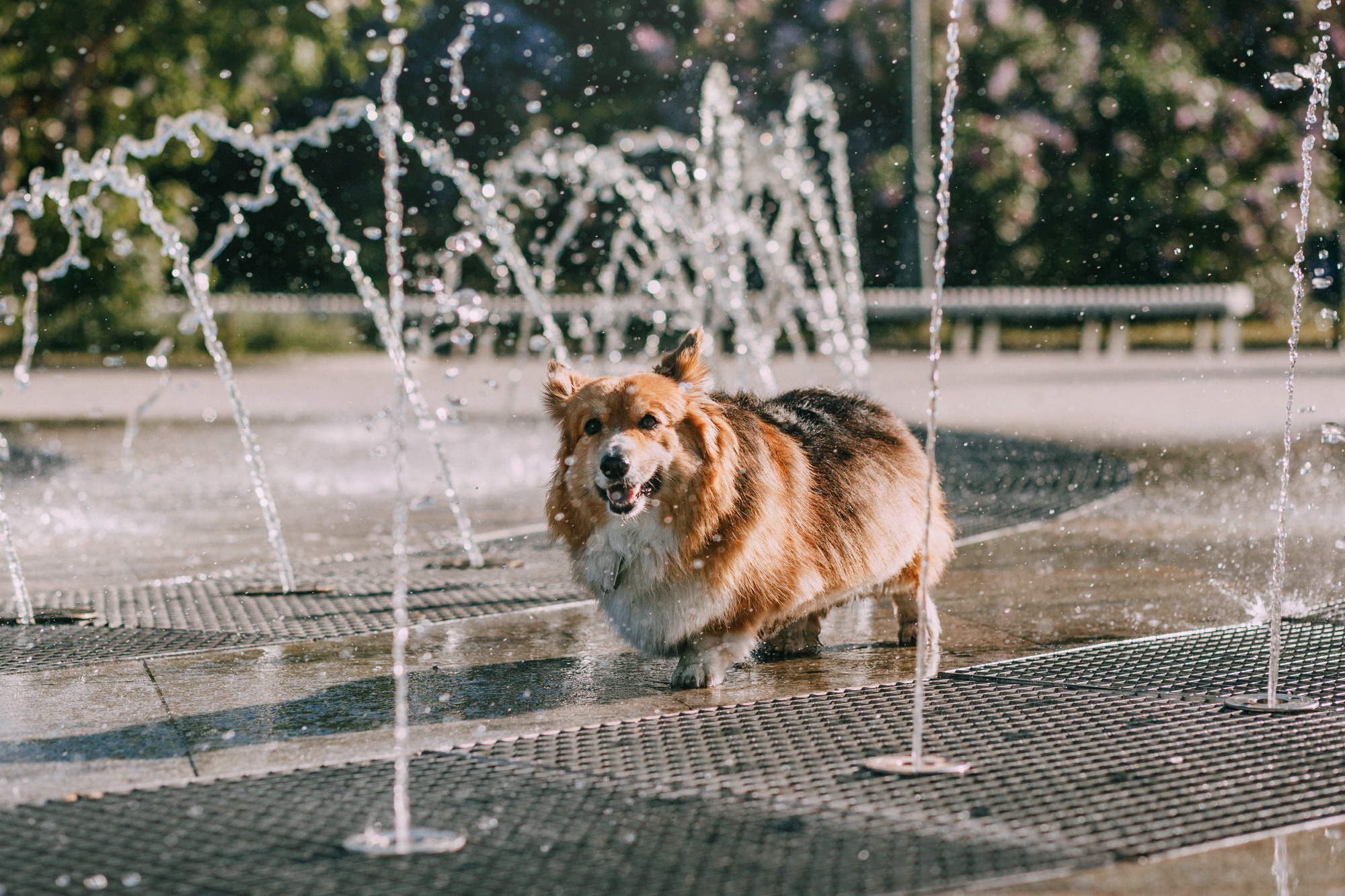 Аша и Робби. Фотограф-анималист Елена Радченко, Москва