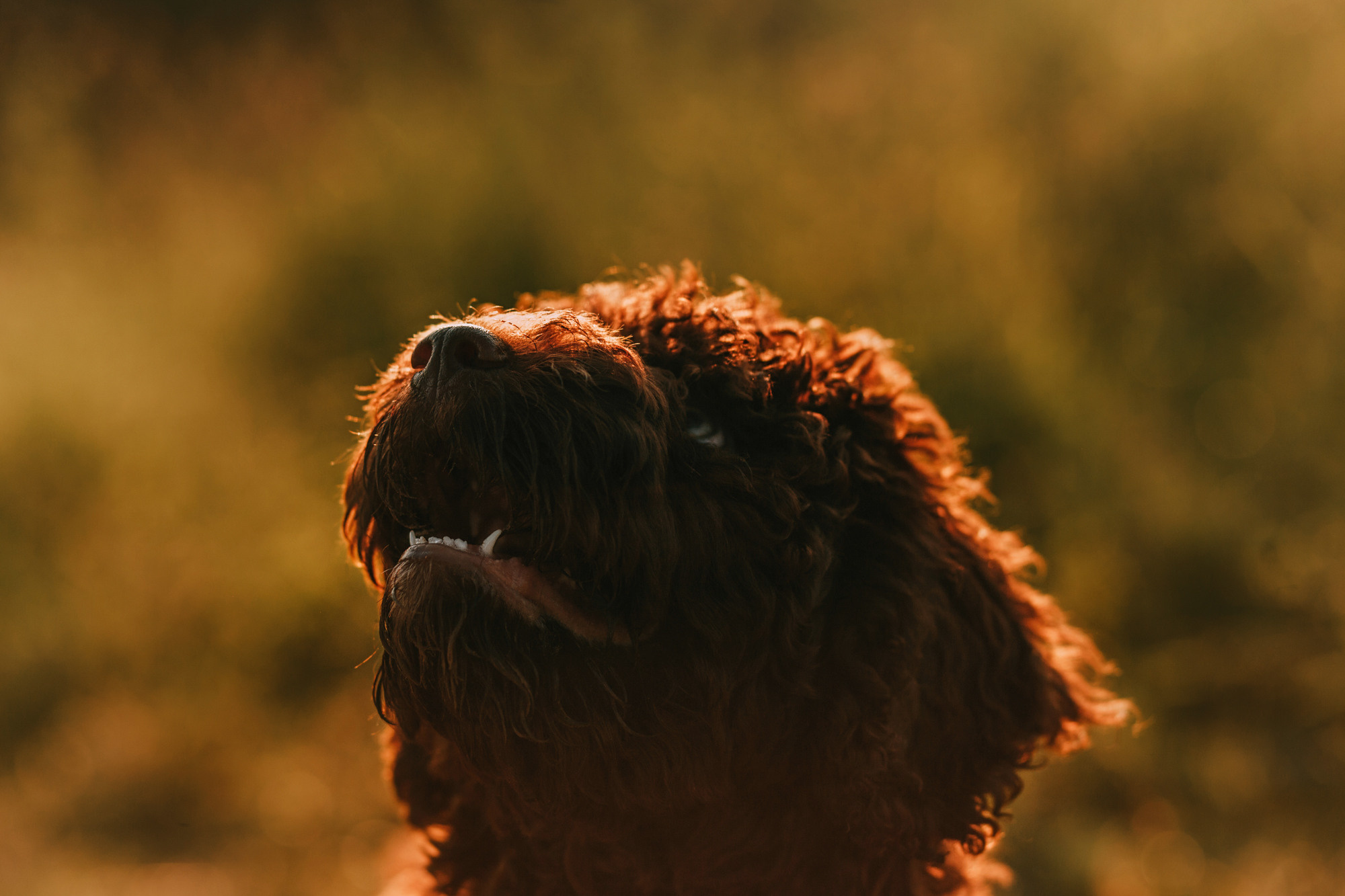 Майя и Снуп. Фотограф-анималист Елена Радченко, Москва