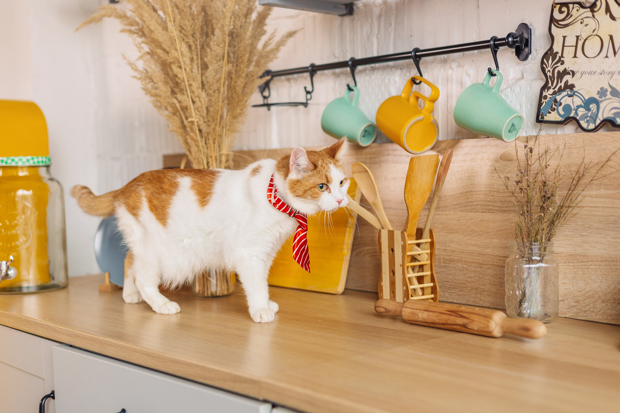 Магазин Friend of mine. Фотограф-анималист Елена Радченко, Москва