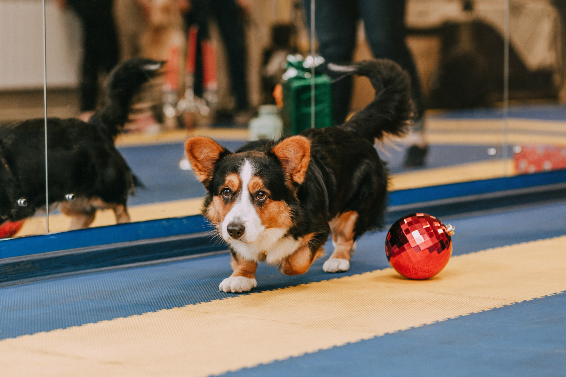 Собачий Новый год. Фотограф-анималист Елена Радченко, Москва