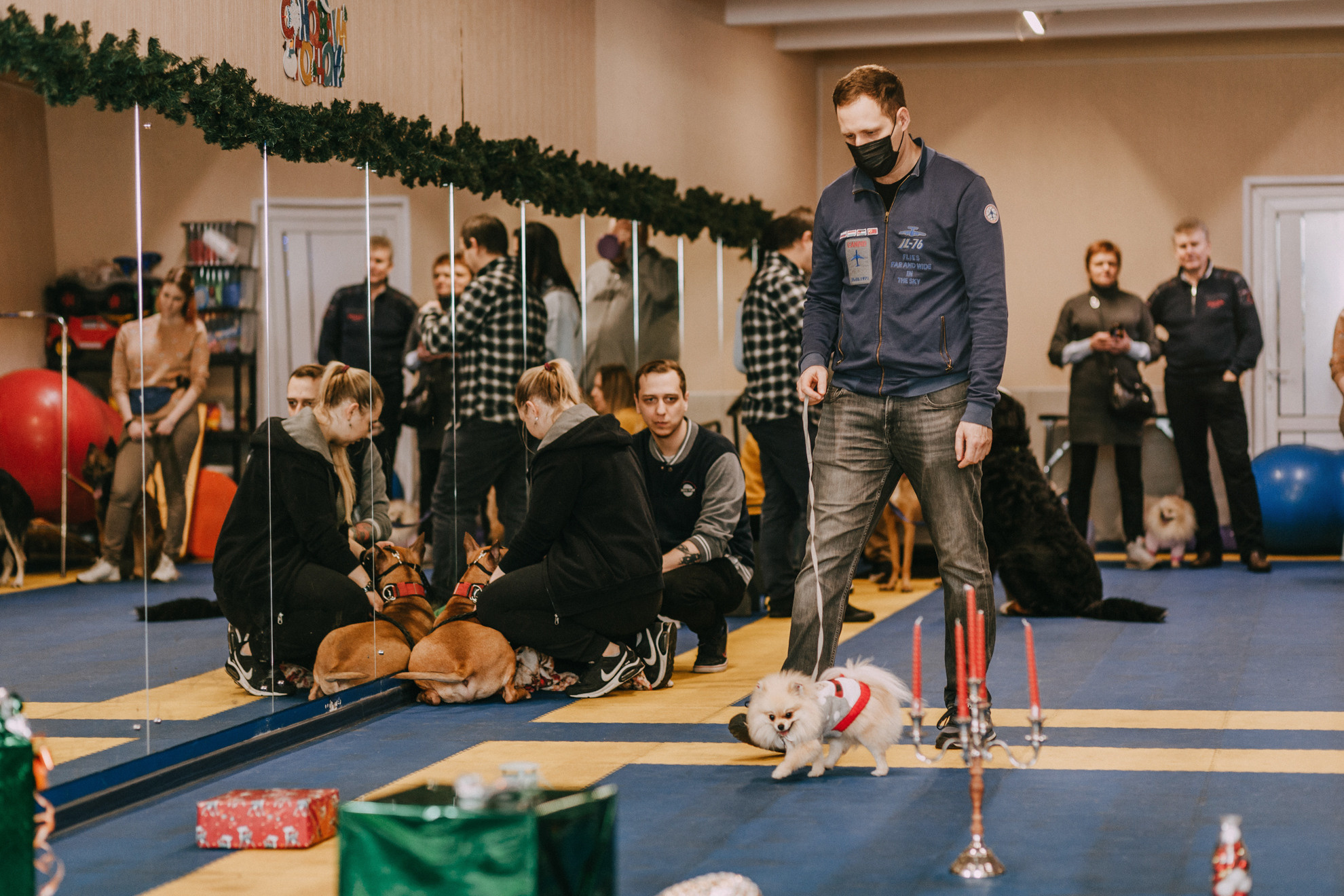 Собачий Новый год. Фотограф-анималист Елена Радченко, Москва